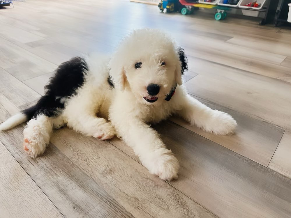 Understanding lvp layers: why a thicker wear layer matters in maryland 2 363413926 18361032673069081 3878306671903183179 n 6043ca391cd572126f51