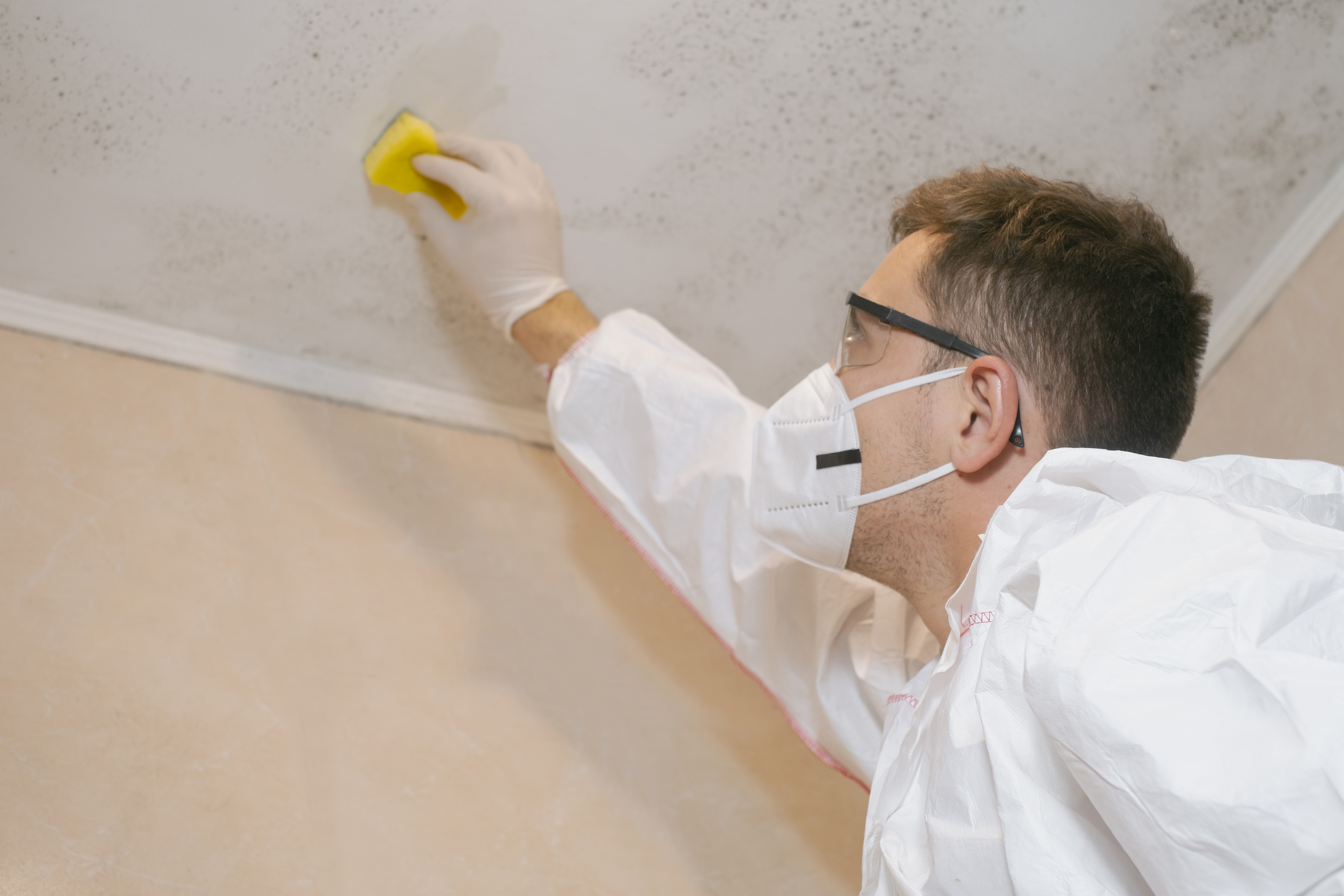a cleaning service worker removes mold from a wall e84d89c4f0f38569cd93