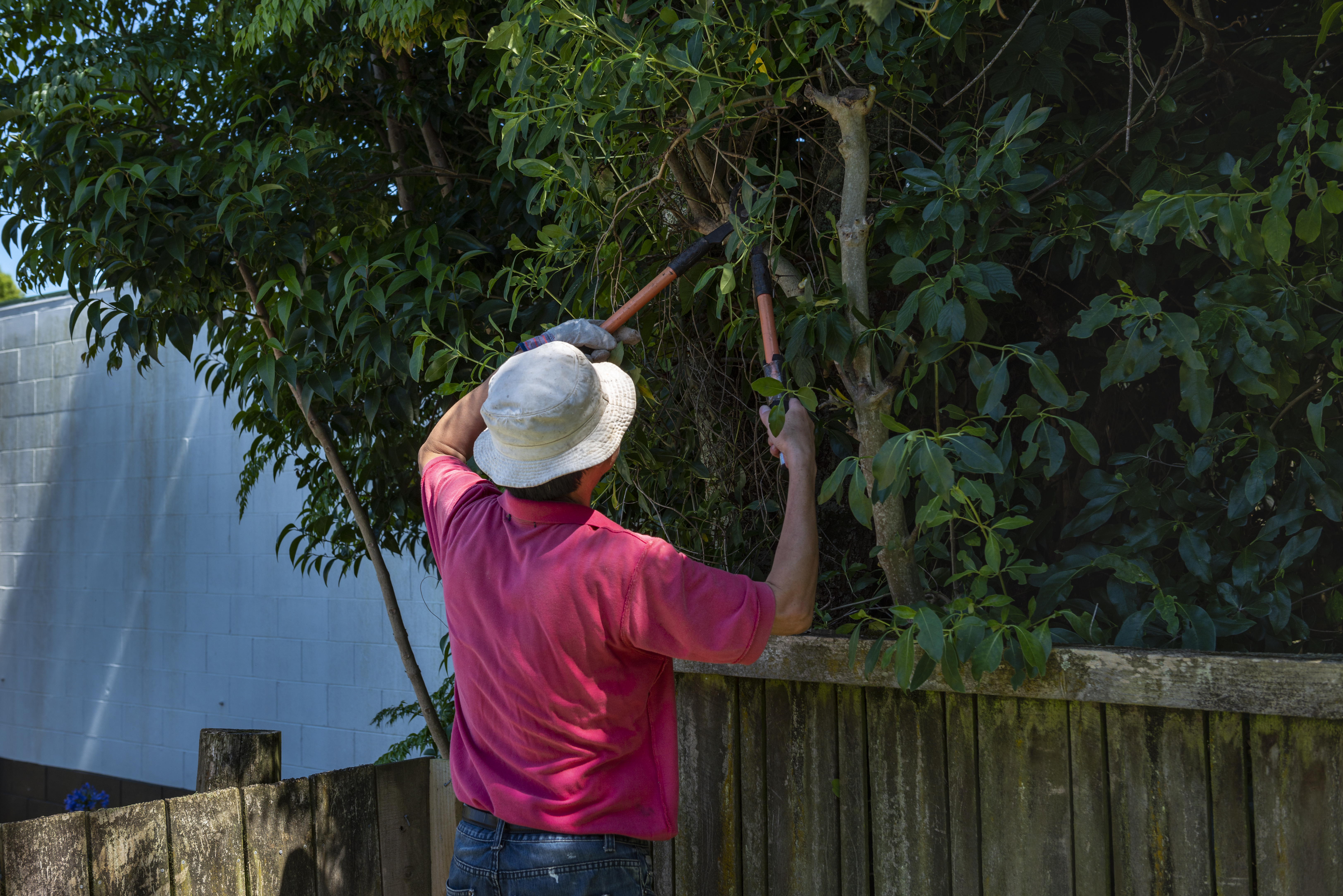 a gardener trimming tree branches with pruning lop e1e664570b956a66333b
