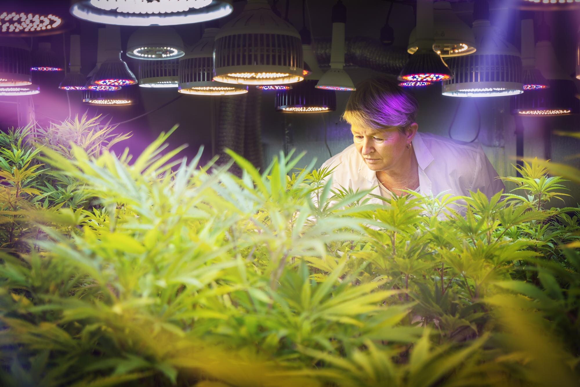 Unlock the Secrets of Cannabis History at New Mexico’s Only Museum!