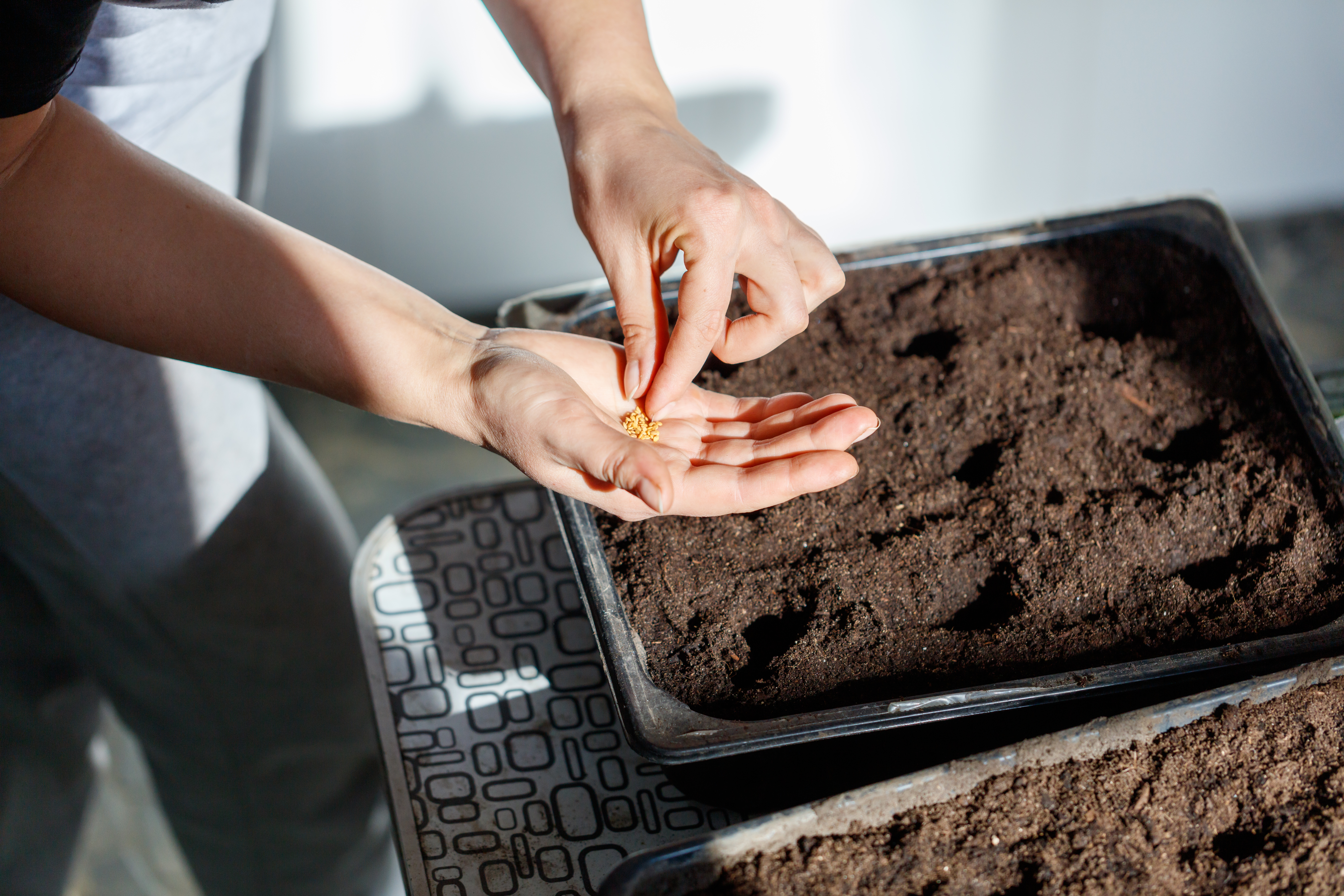 seed to sprout science for kids