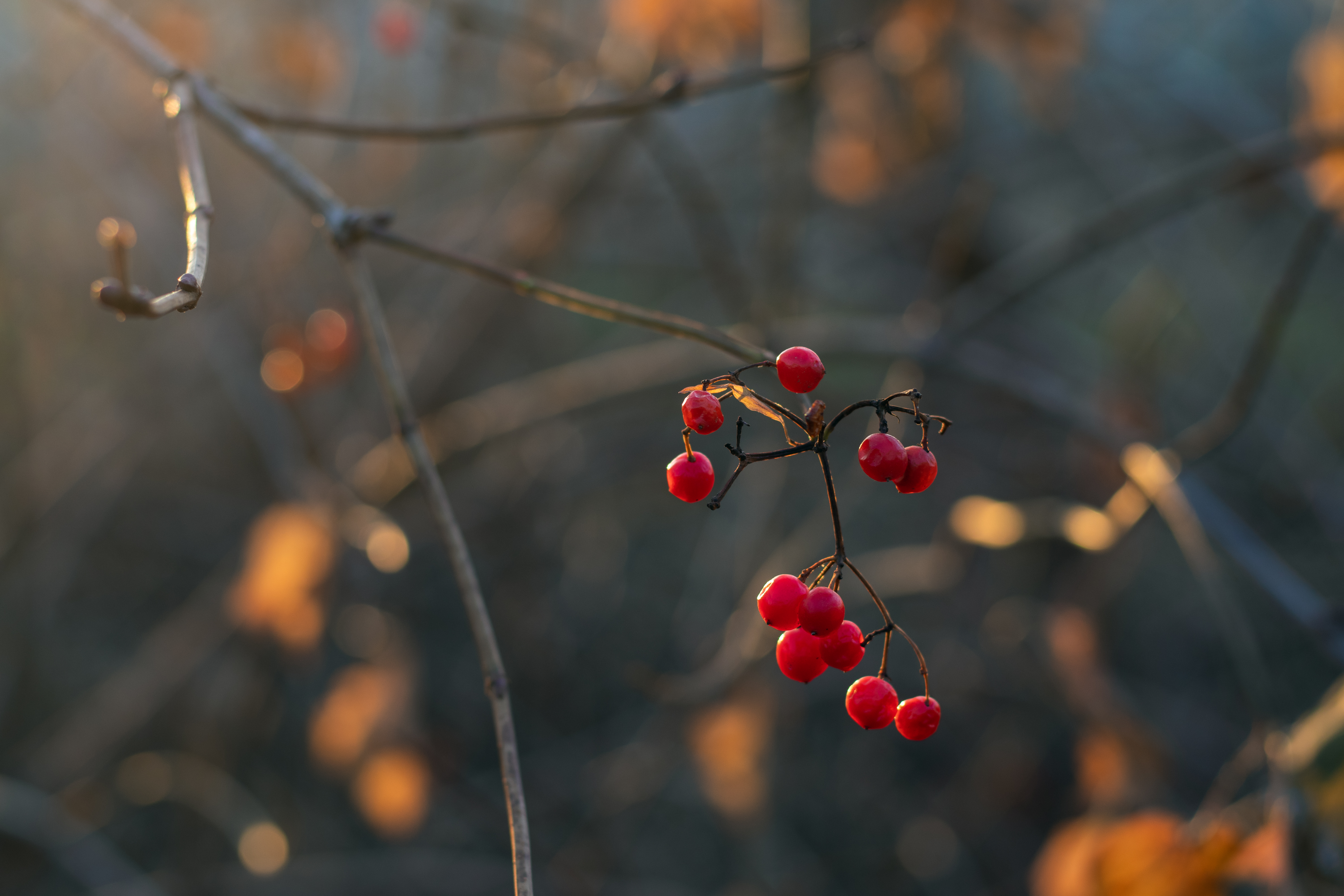a small bunch of red viburnum berries hangs on a c c604bdede4a22156d7f9
