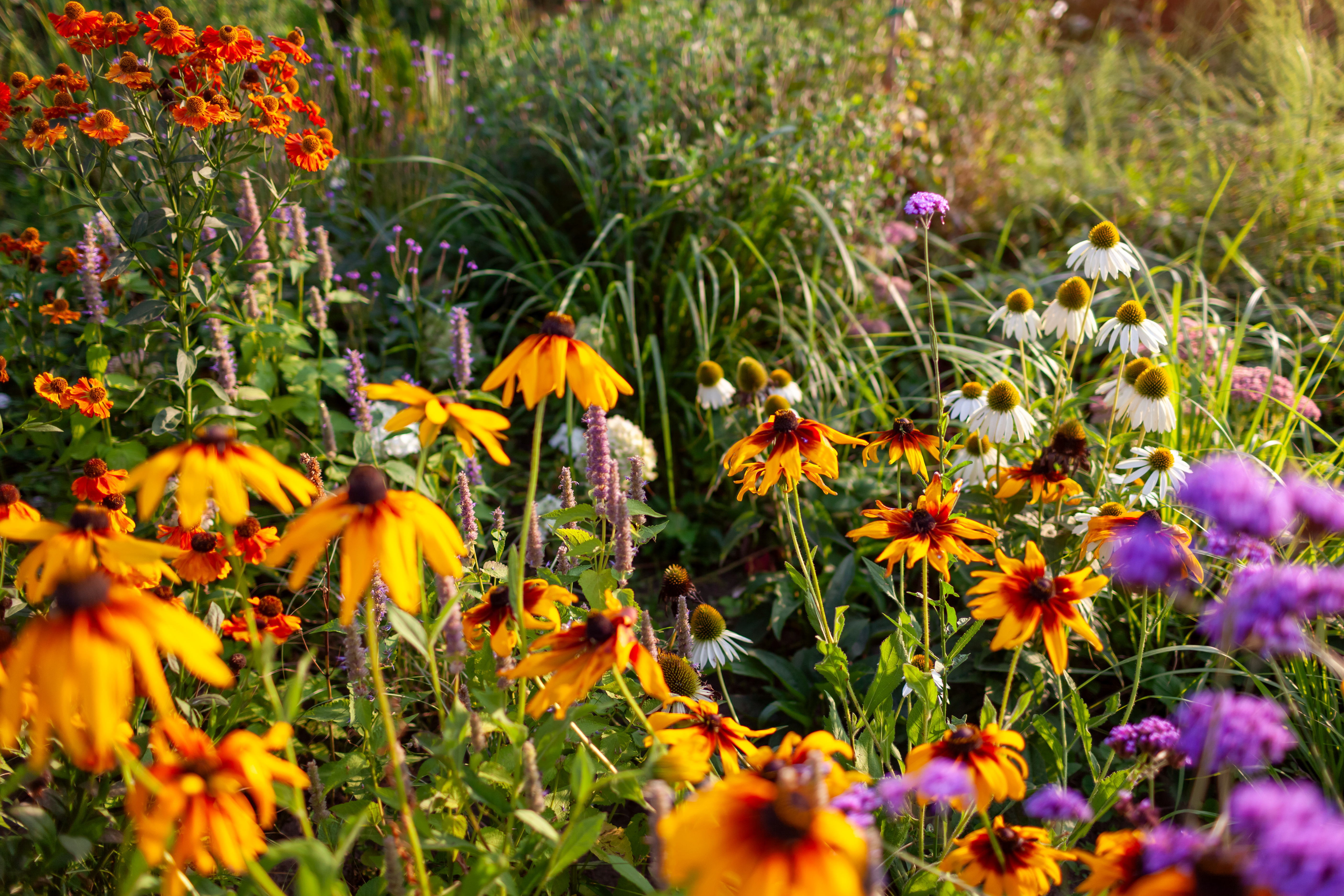 Autumn Garden Yellow Rudbekia Blooming By Verbena E129d66e2d5d6f1f9486