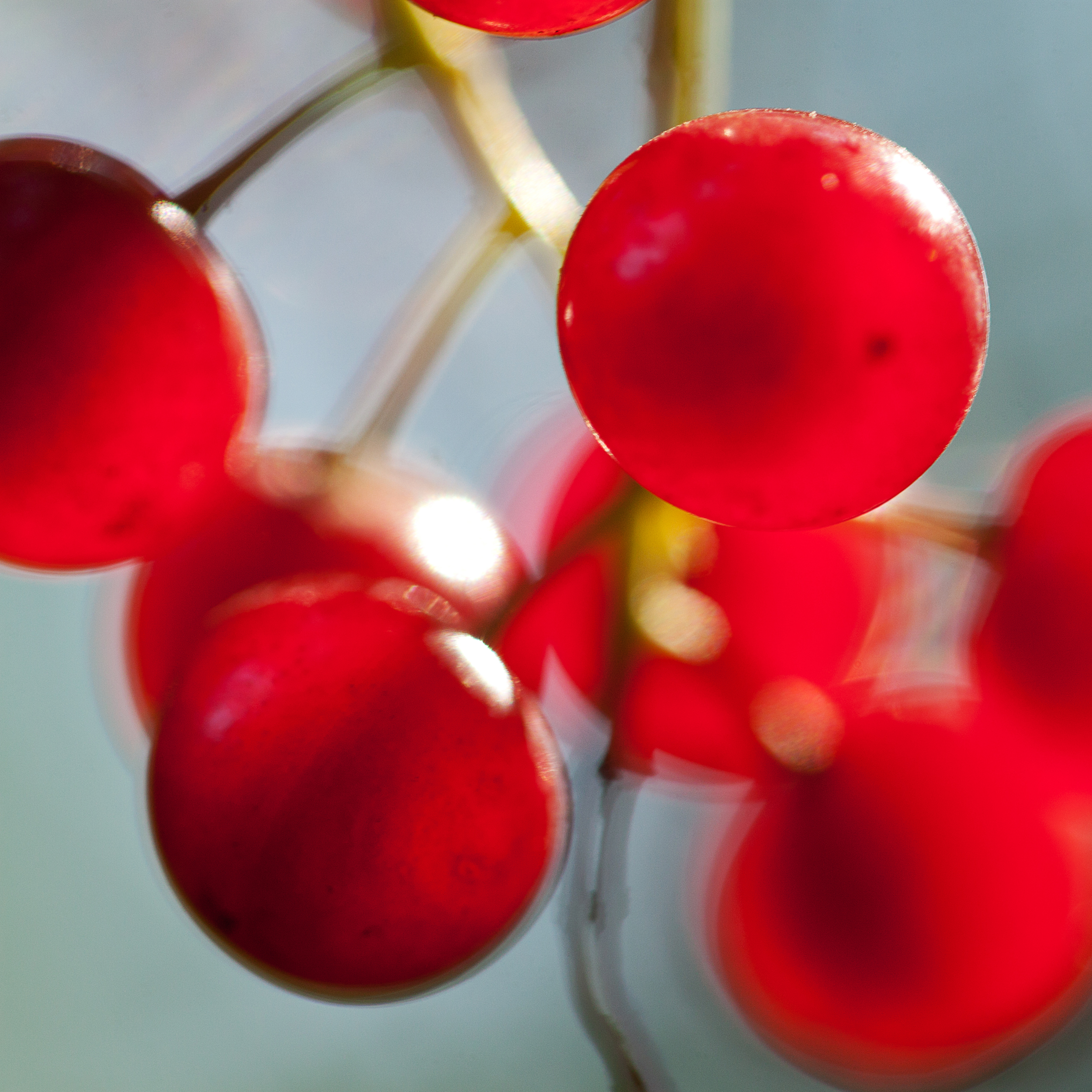 beautiful transparent red cherry berries f5f8e1bc4c78fabc1814