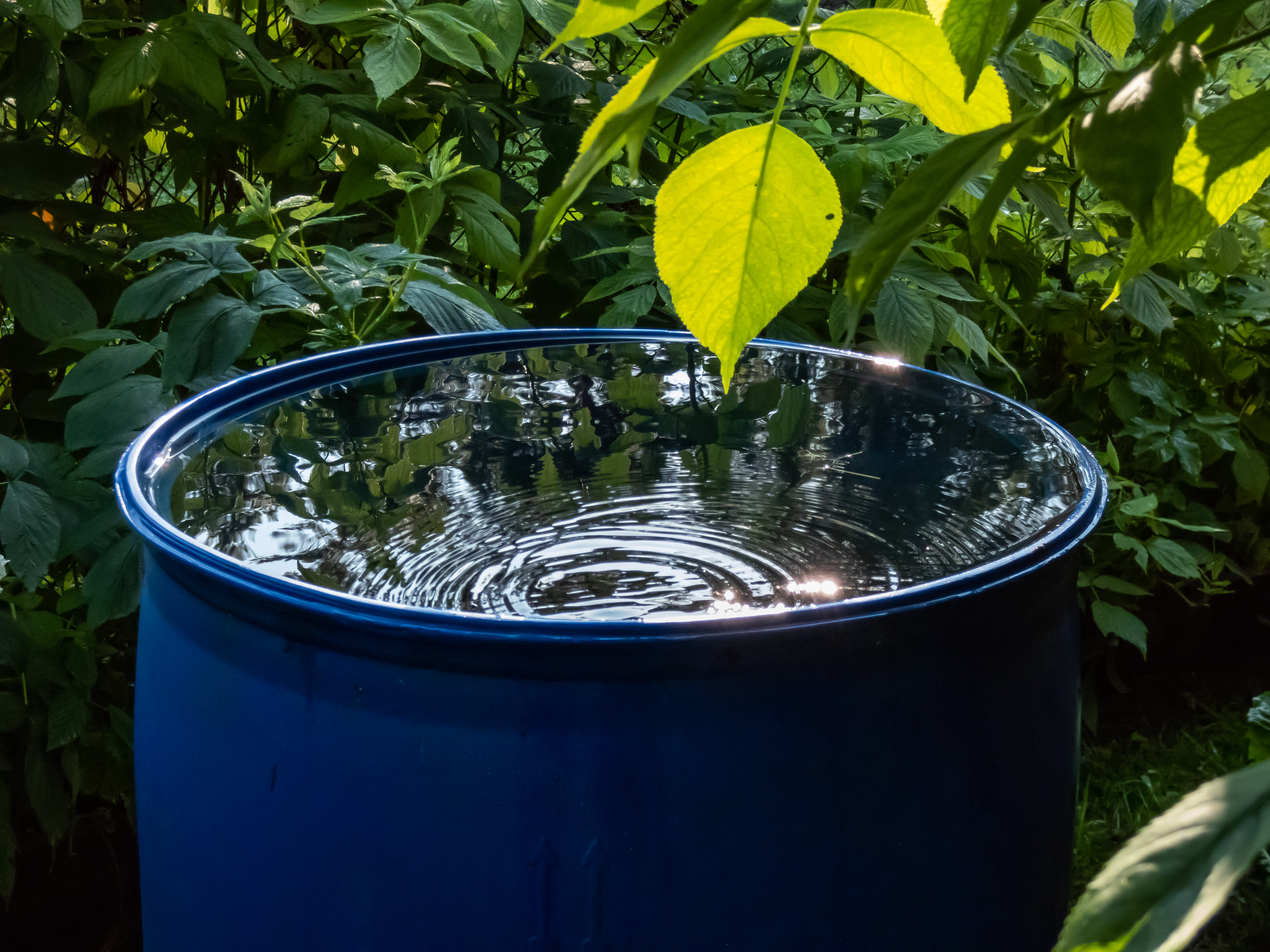 Quick Tips to Boost Your Garden's Sustainability Today Blue Plastic Water Barrel Reused For Collecting A Bb0fc46f49685782f83b