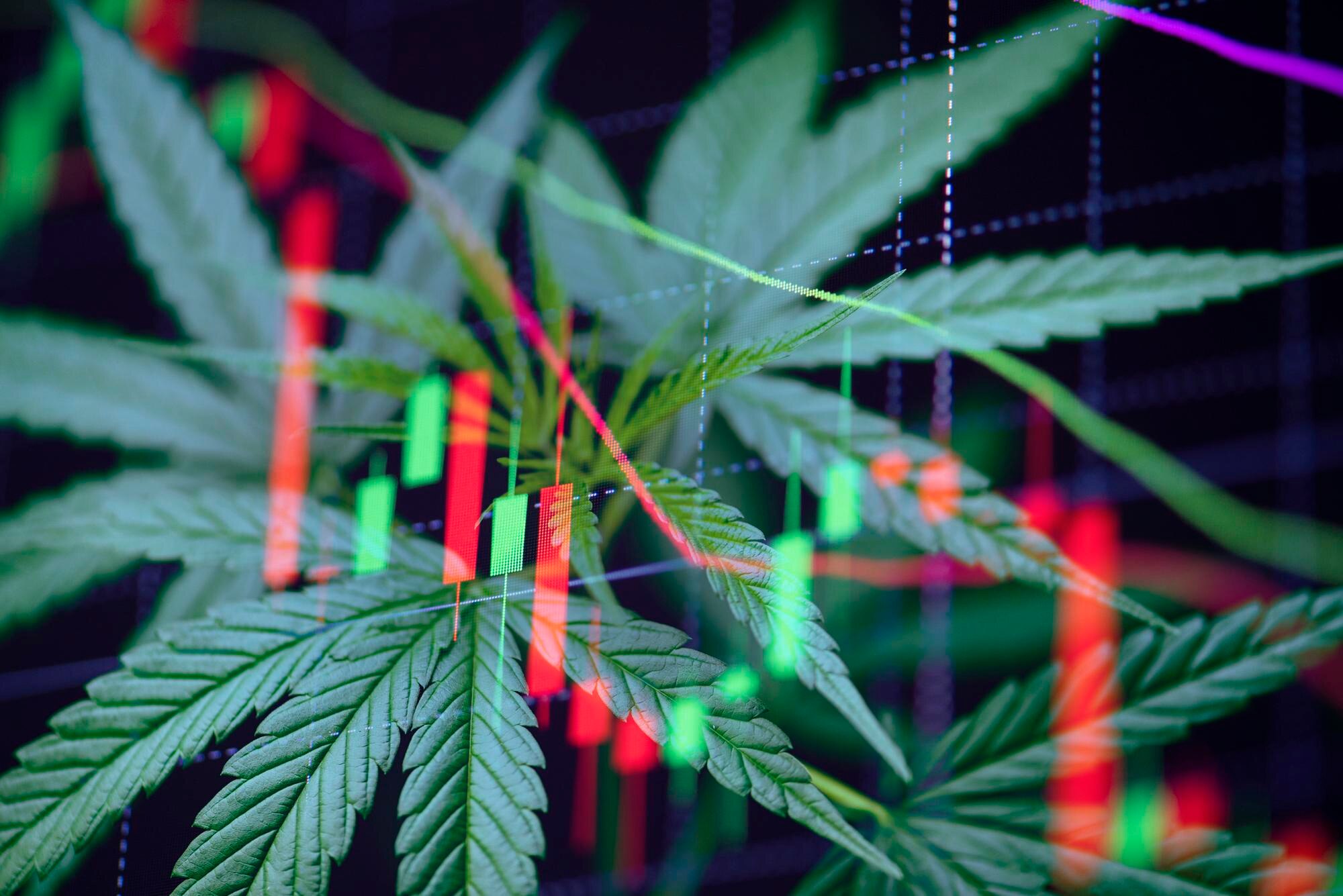 Harnessing Market Insights for Smarter Cannabis Brand Growth