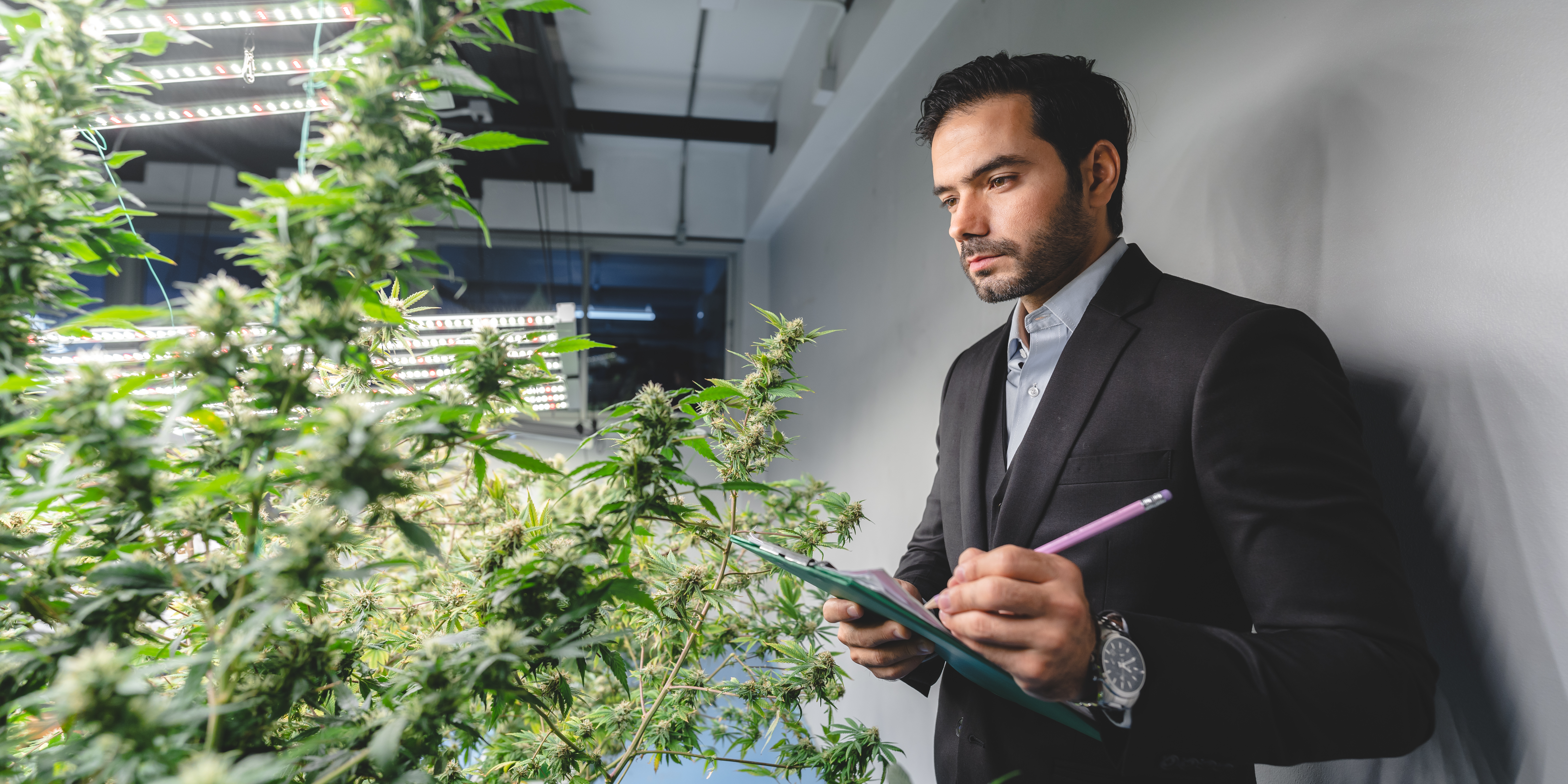 Featured image: Business owner person of cannabis cultivation farm-0a7fdc1c8d3760c502fc