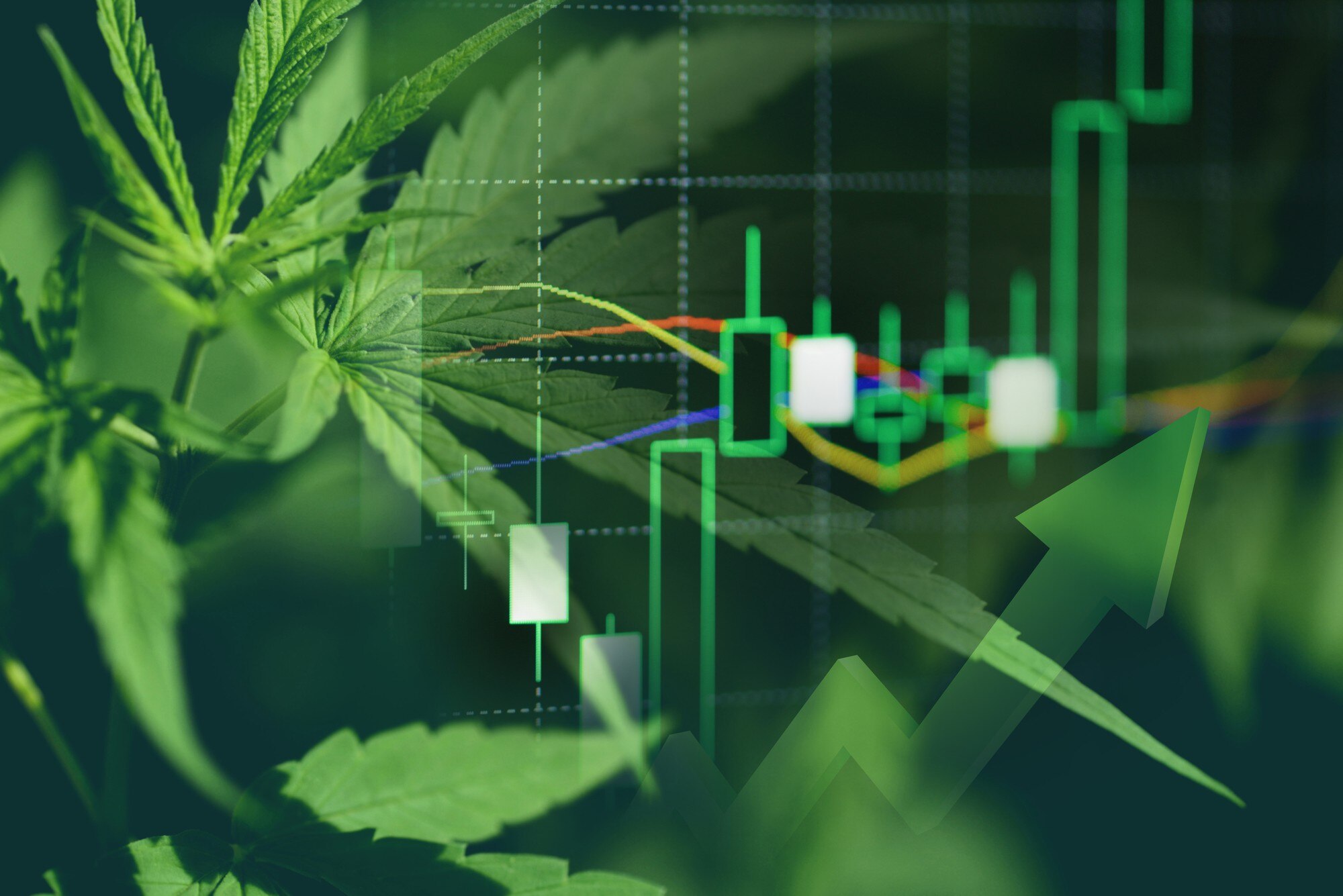 Unlock Growth Potential: Harness Data Insights to Elevate Your Cannabis Brand