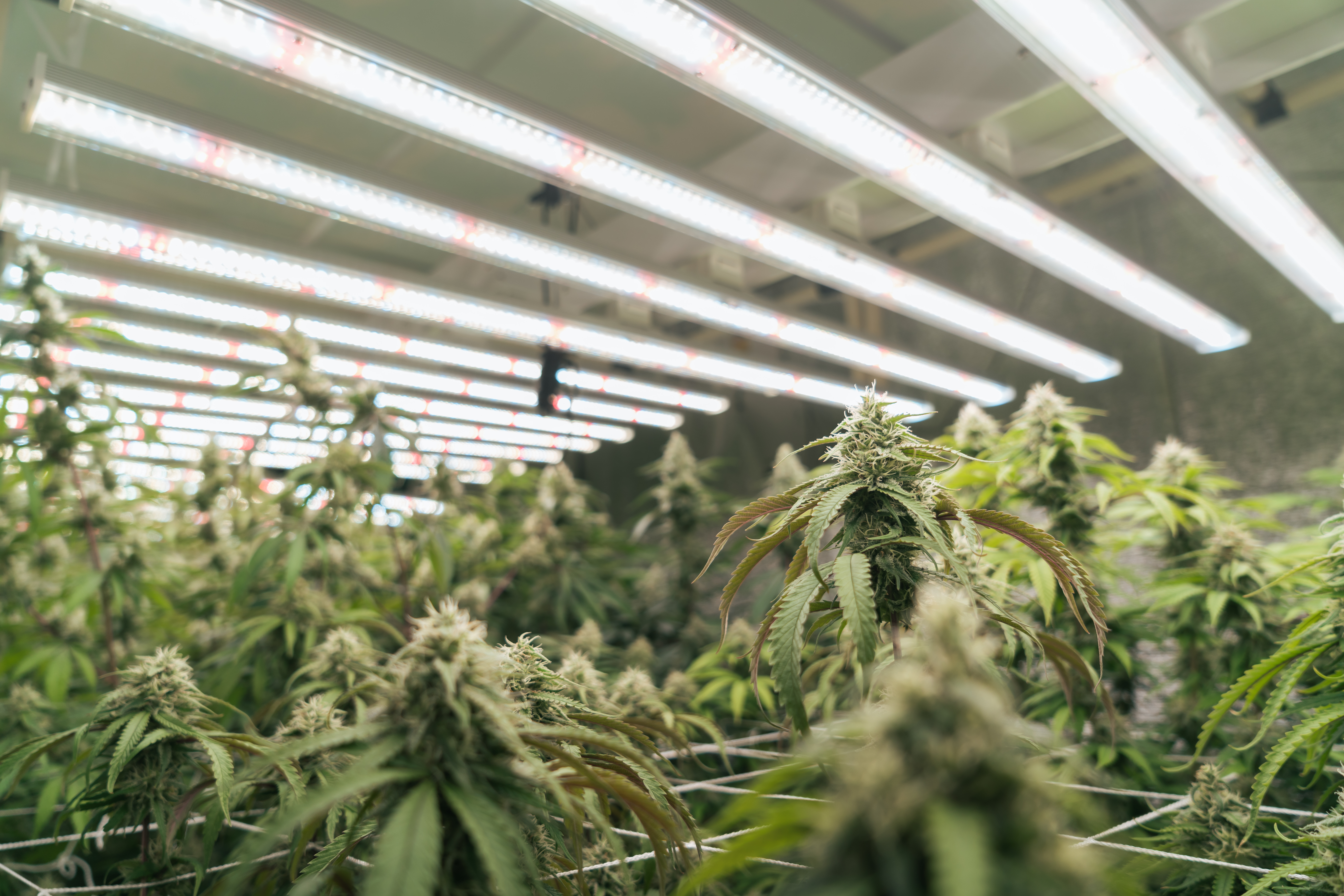 Unlocking the Secrets of Terpenes: Customize Your Cannabis Journey