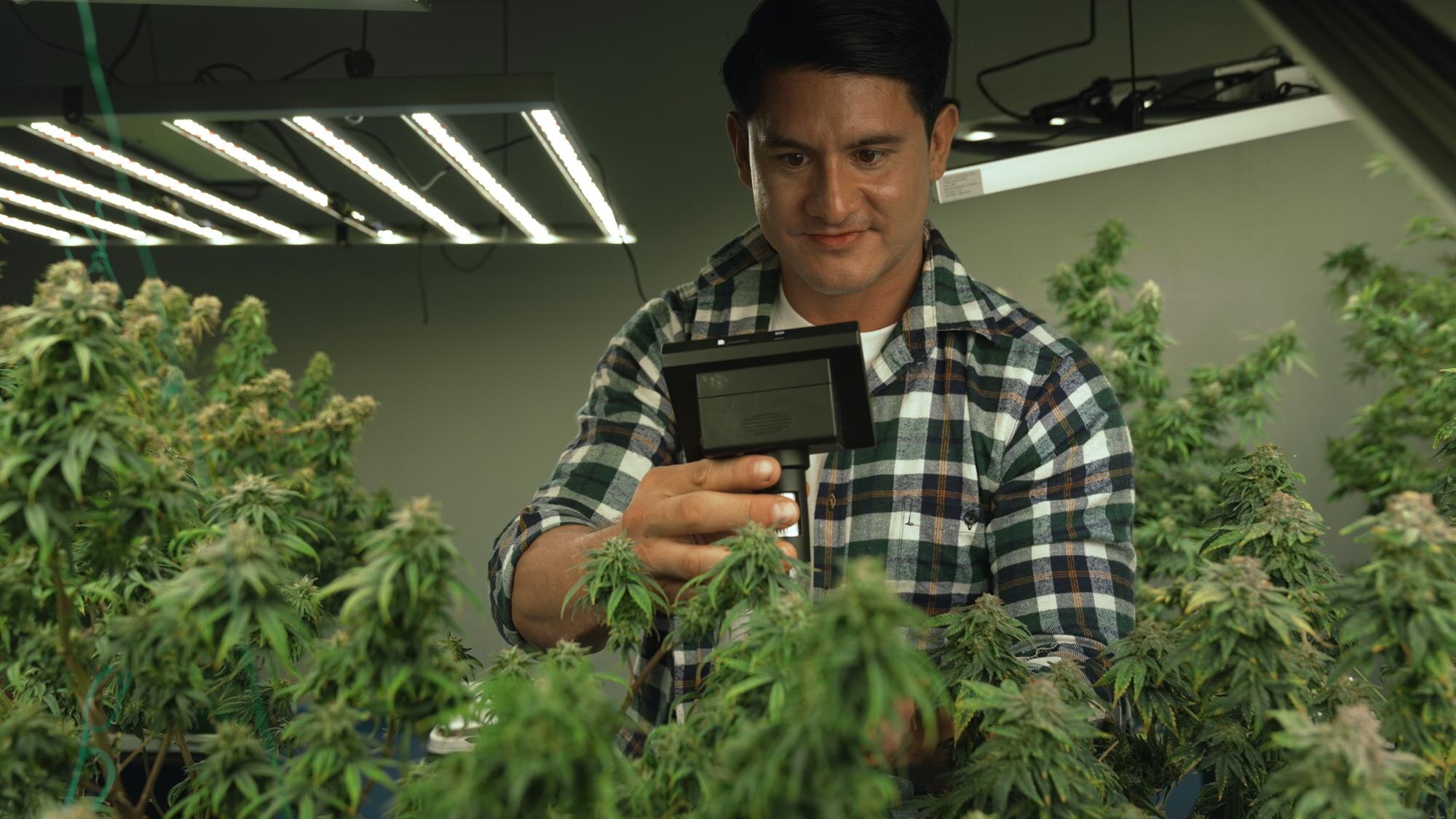 Direct Product Requests Are Rewiring Cannabis Inventory Management