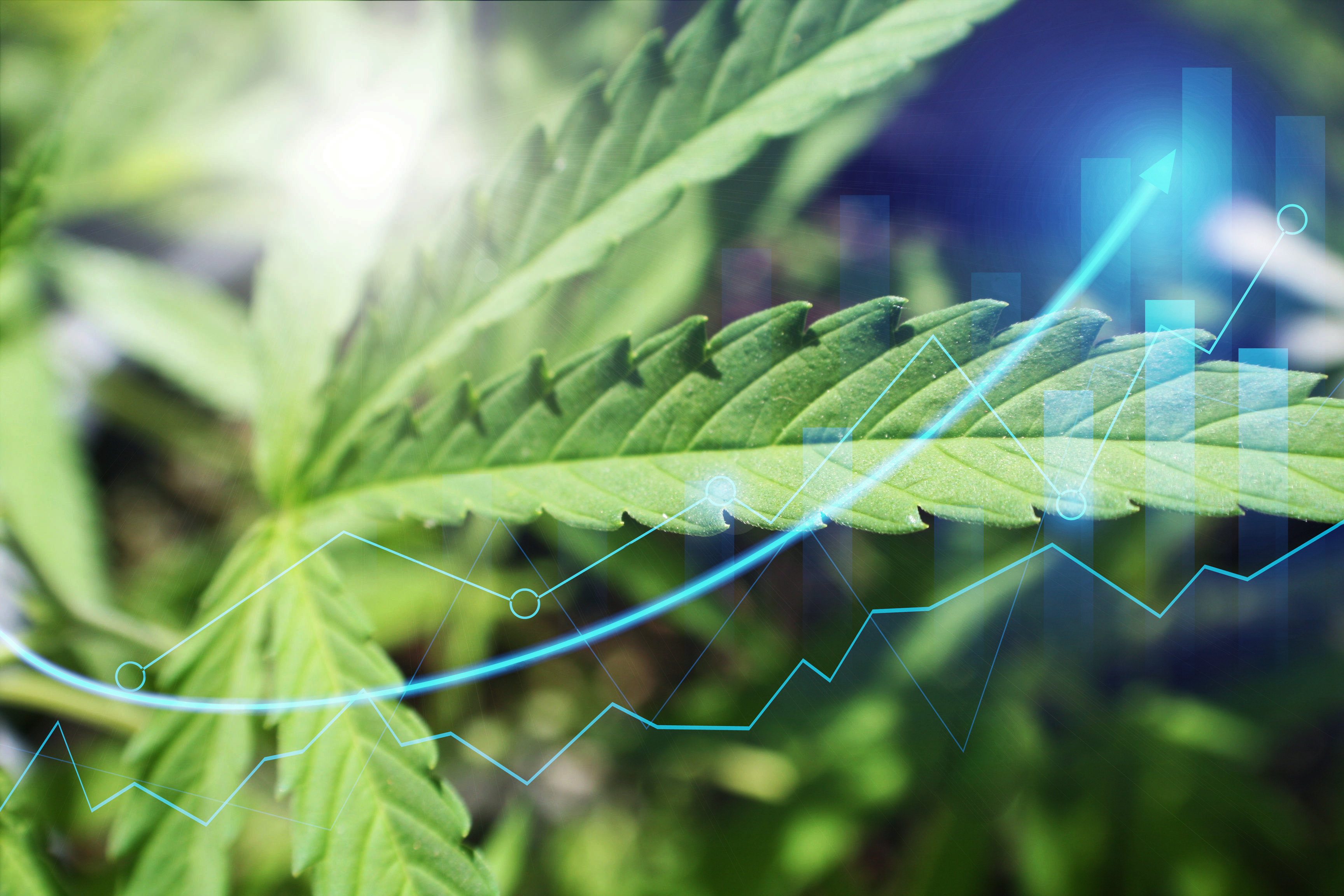 Unlocking Growth: How Market Insights Fuel Smarter Cannabis Brand Strategies