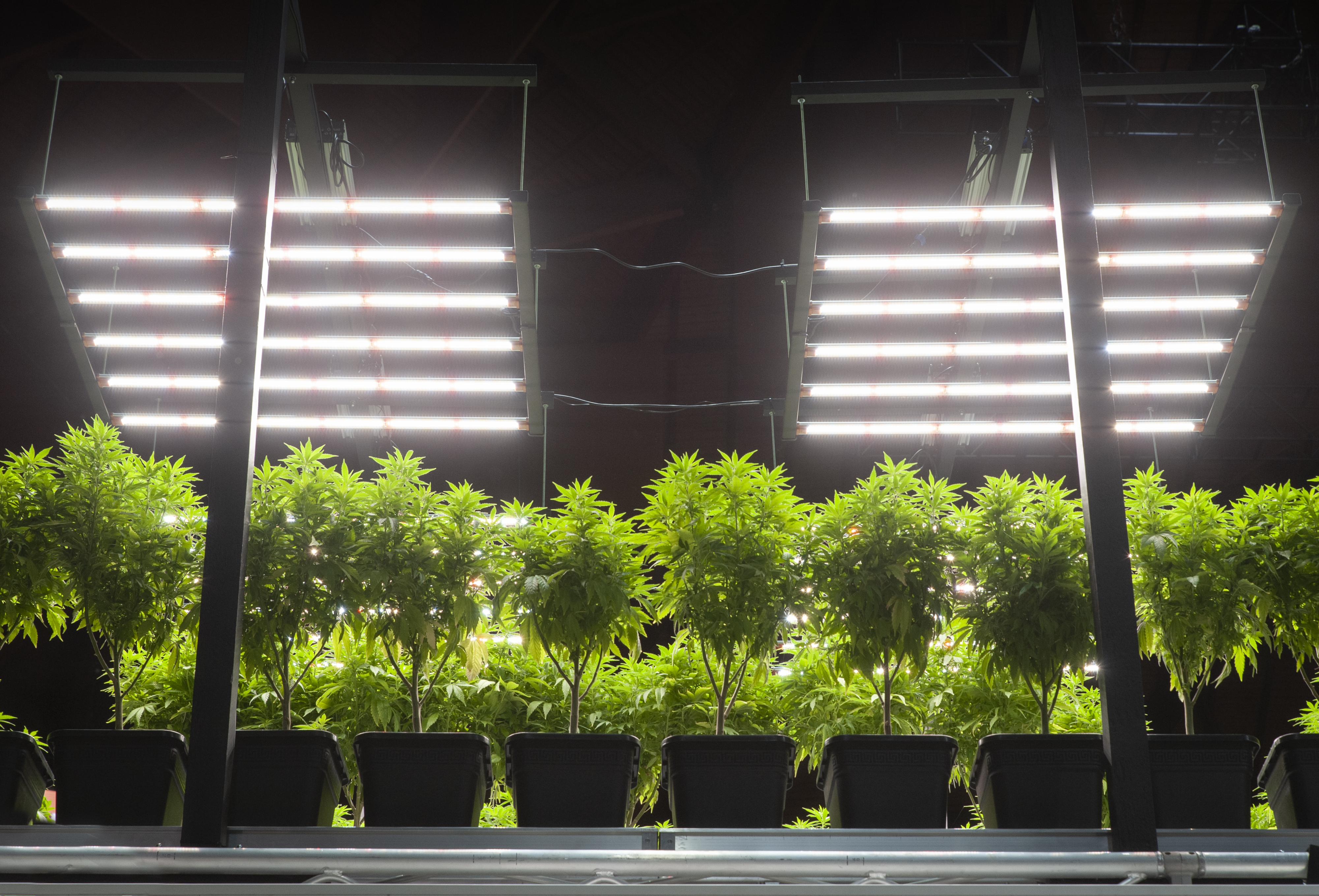 Maximize Your Dispensary’s Potential with Customer-Driven Product Requests