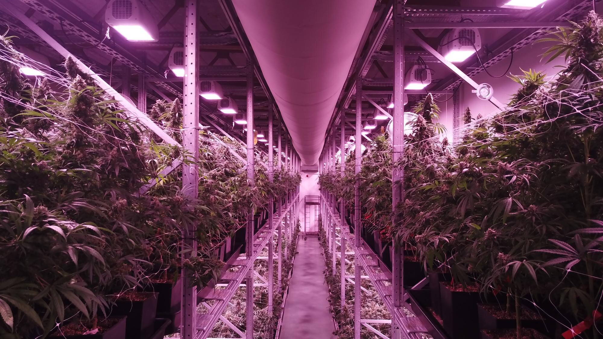 Streamlining Cannabis Operations with Integrated Technology: A Guide for Dispensaries