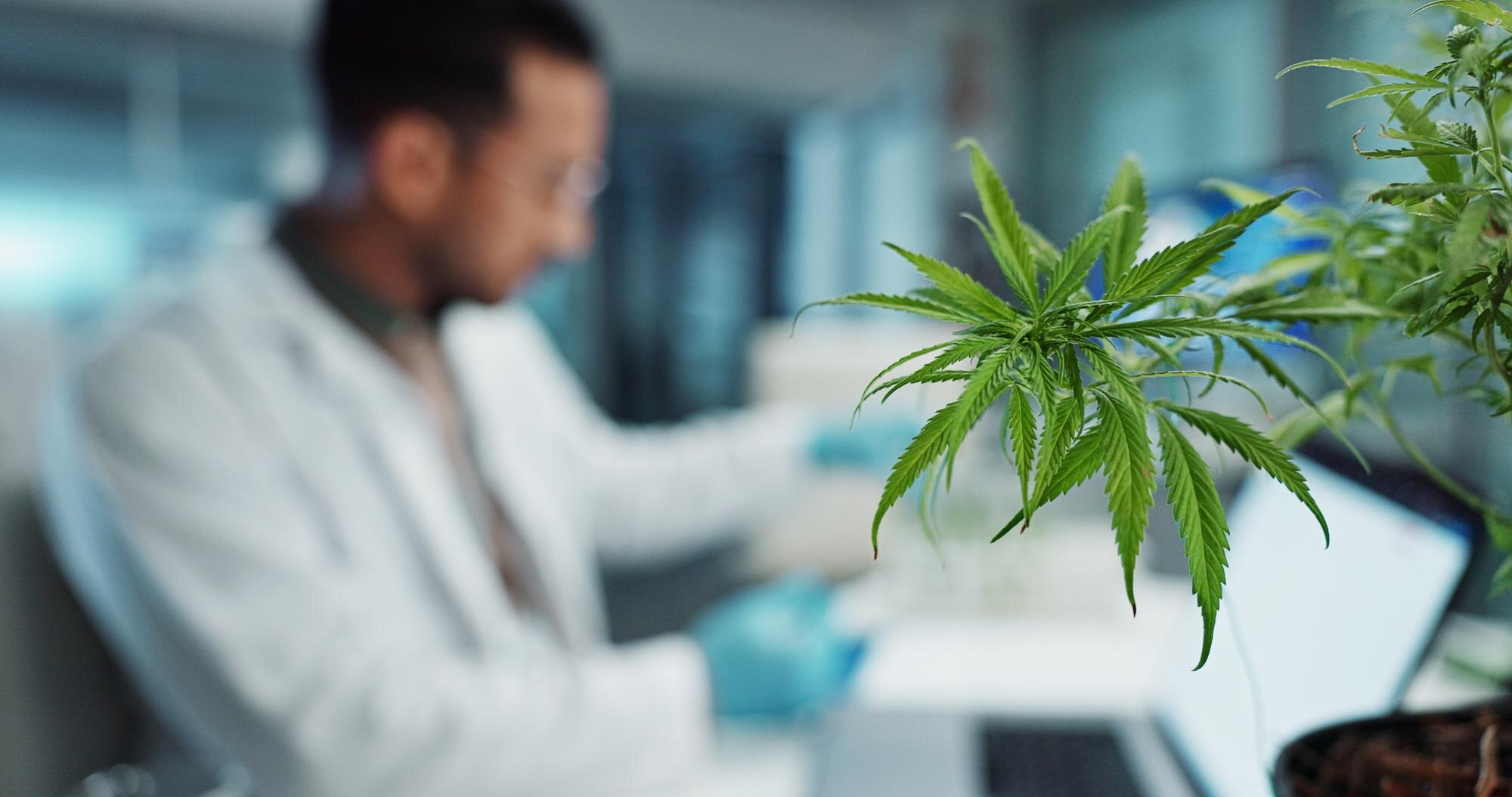 cannabis scientist and research in laboratory on l 6c116c0a4908d1777ece