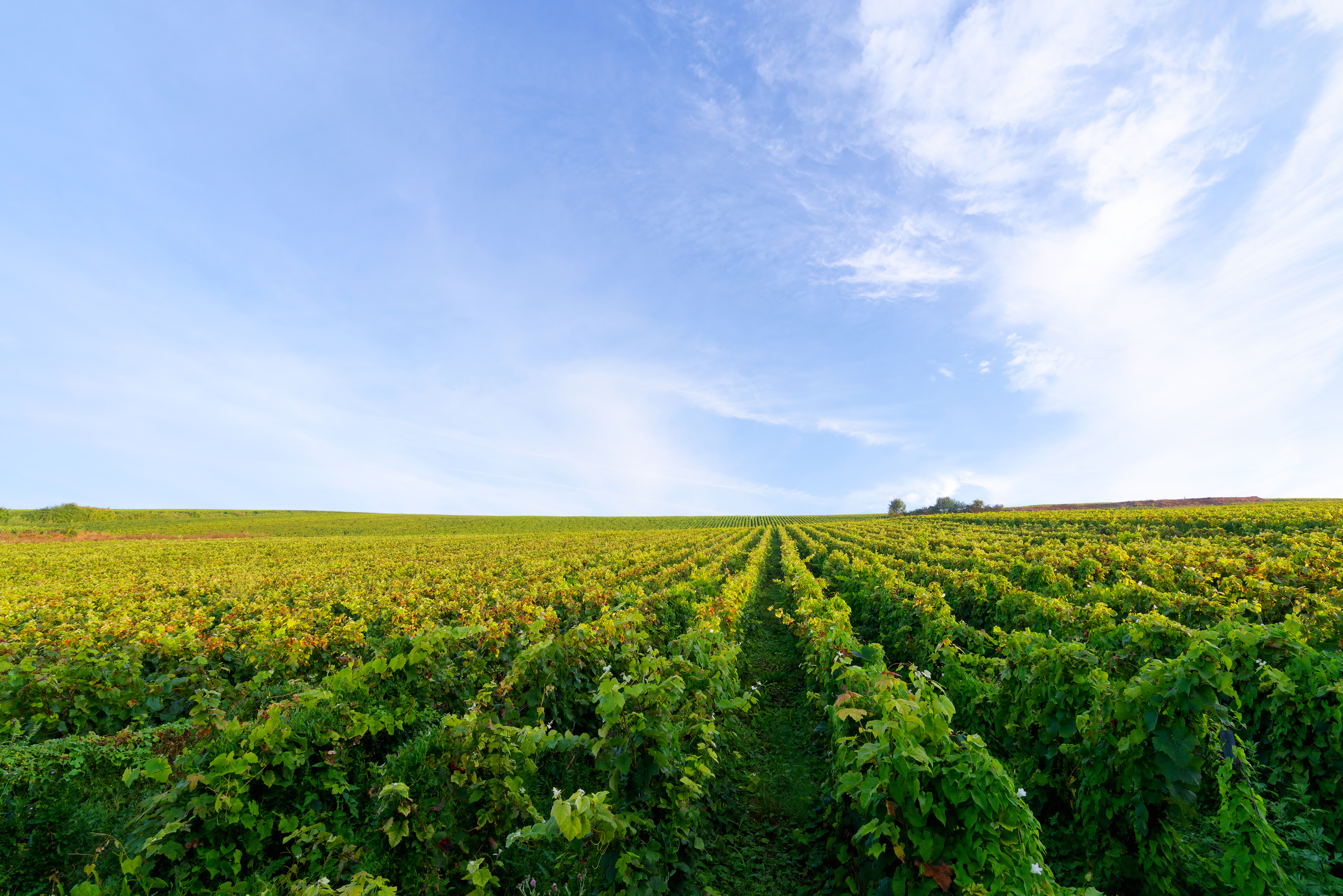 Elevate Your Next Event with Custom Luxury Transportation 9 champagne vineyards in the marne valley b4c8dcff545cf60c3723