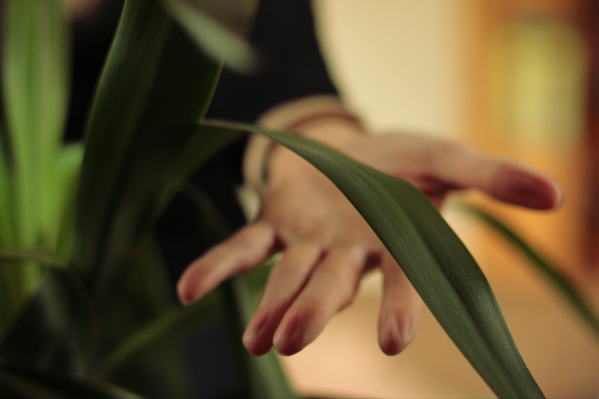 Close Up Of Hand Holding Plant 479D9F8Daafa060Ff968