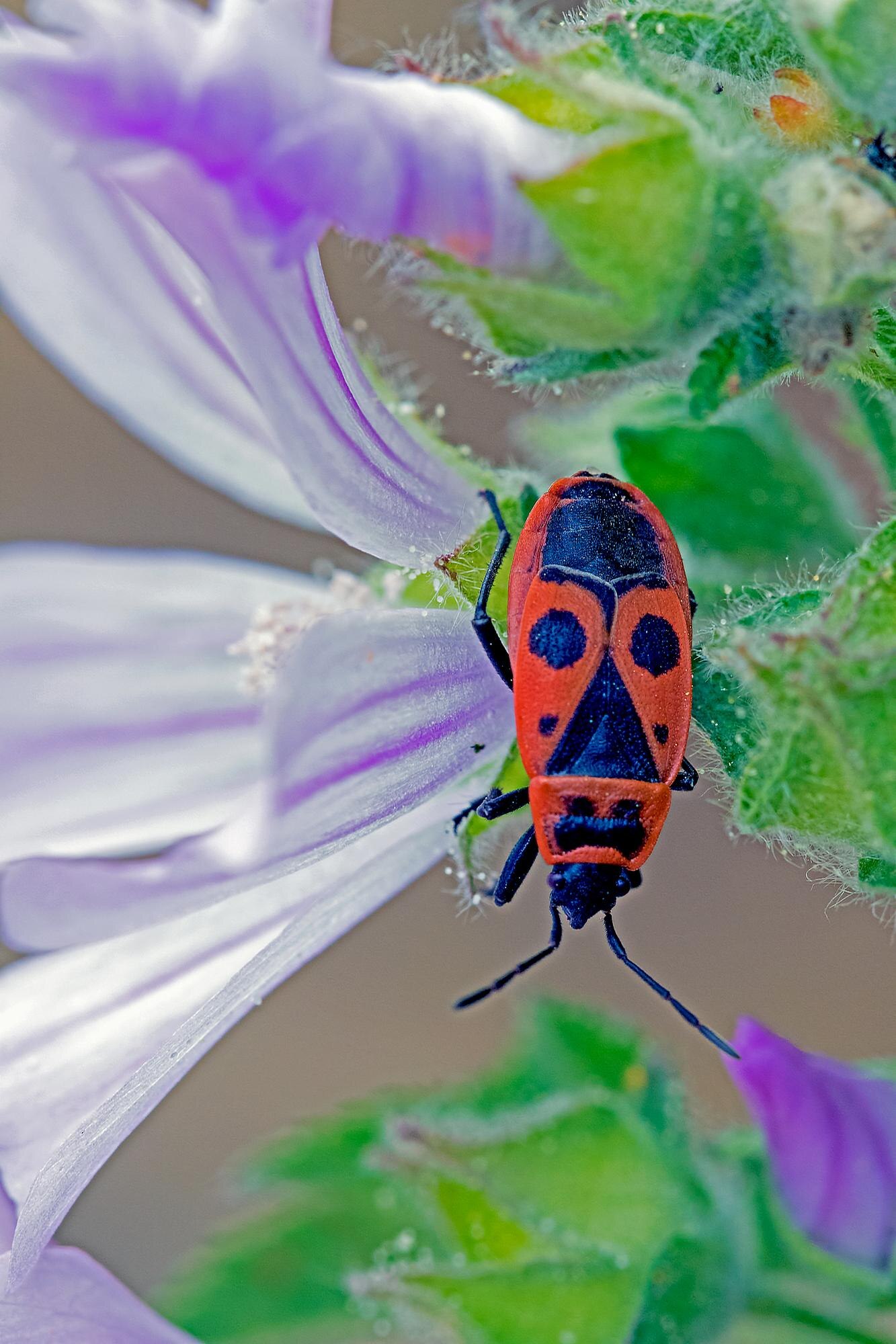 mini beasts in the garden