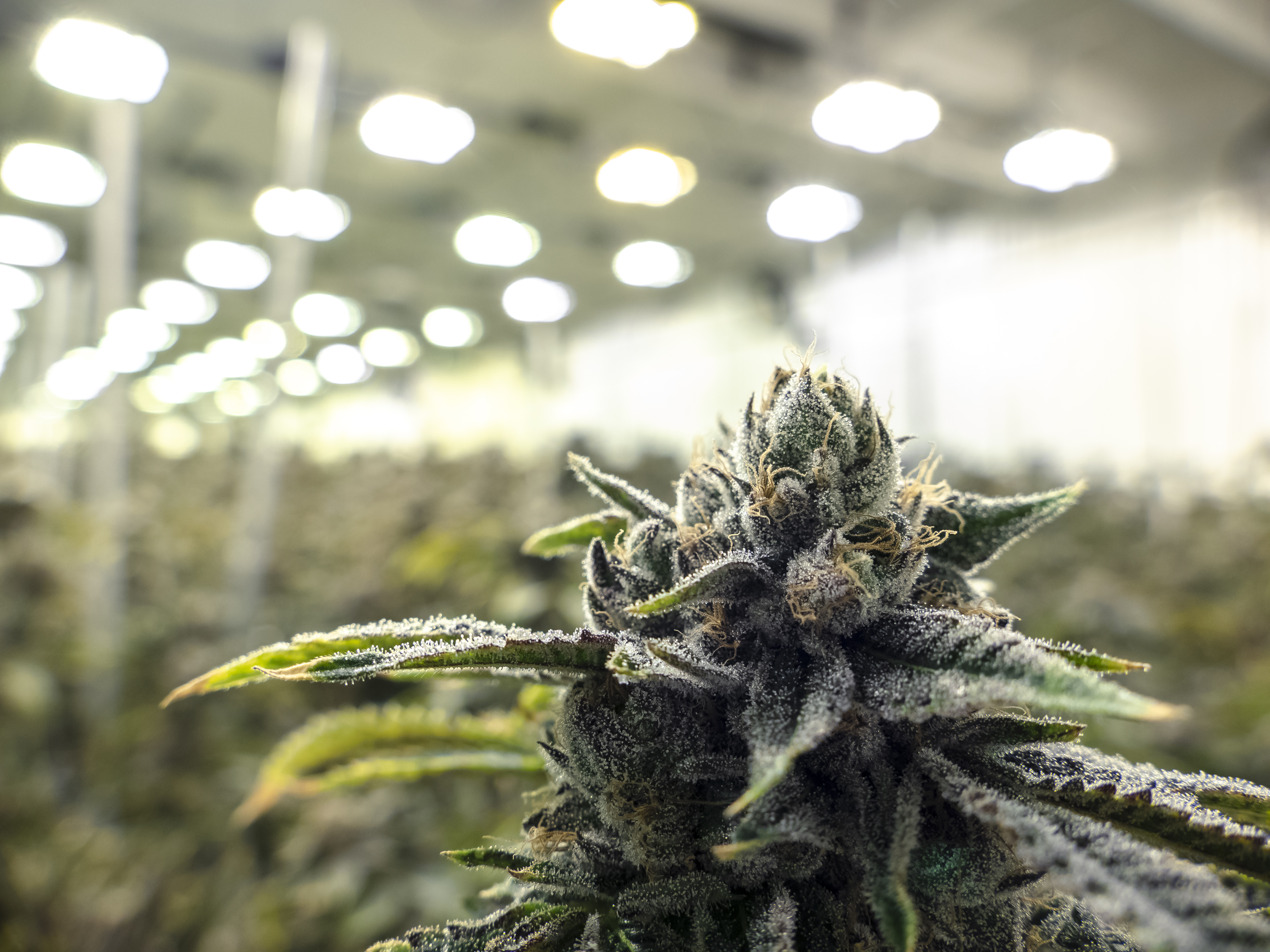 Unlocking the Secrets of Terpenes: Customize Your Cannabis Journey