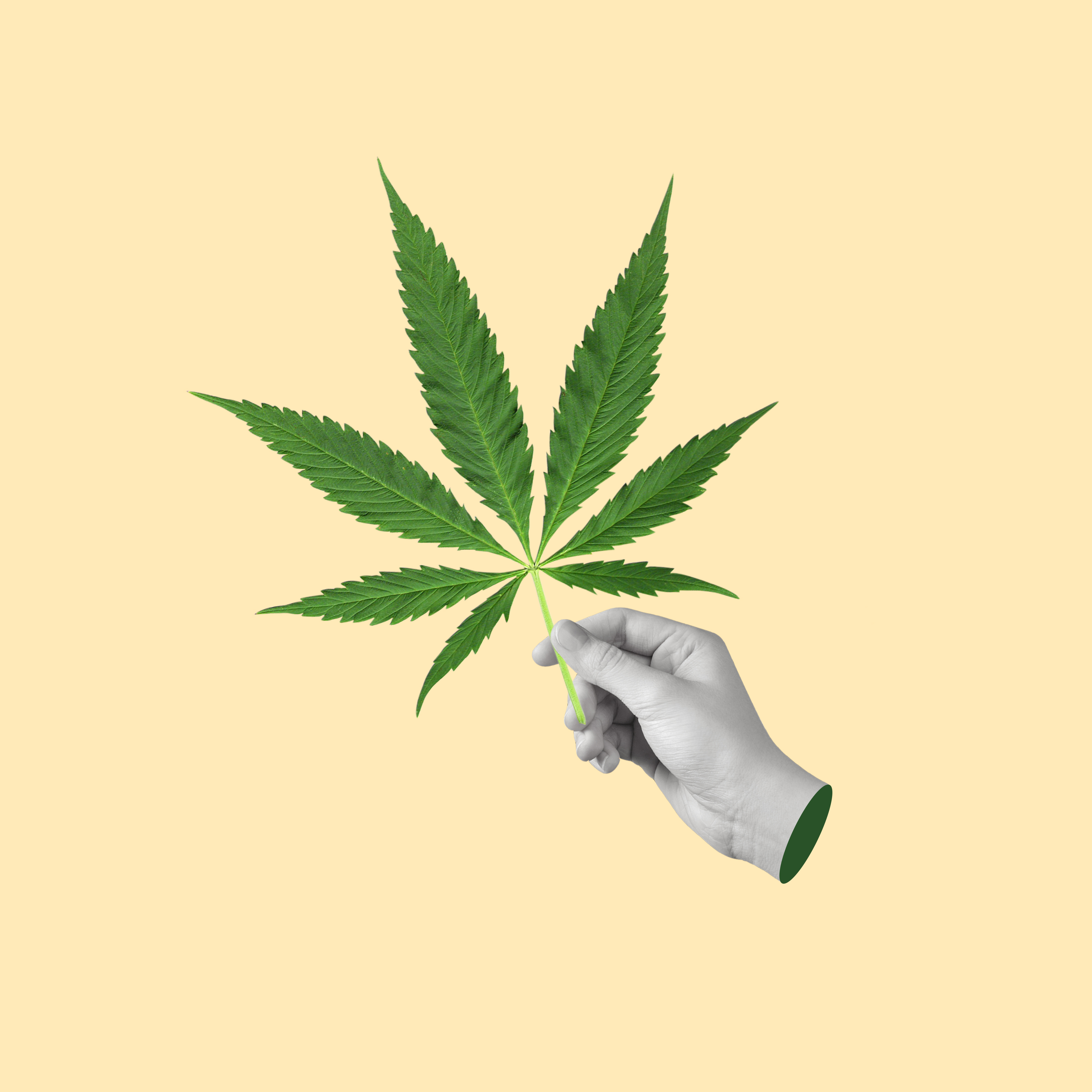 The Advanced Compliance Stack Every Cannabis Operator Needs Now
