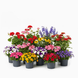 Kolorowe kwiaty w doniczkach.