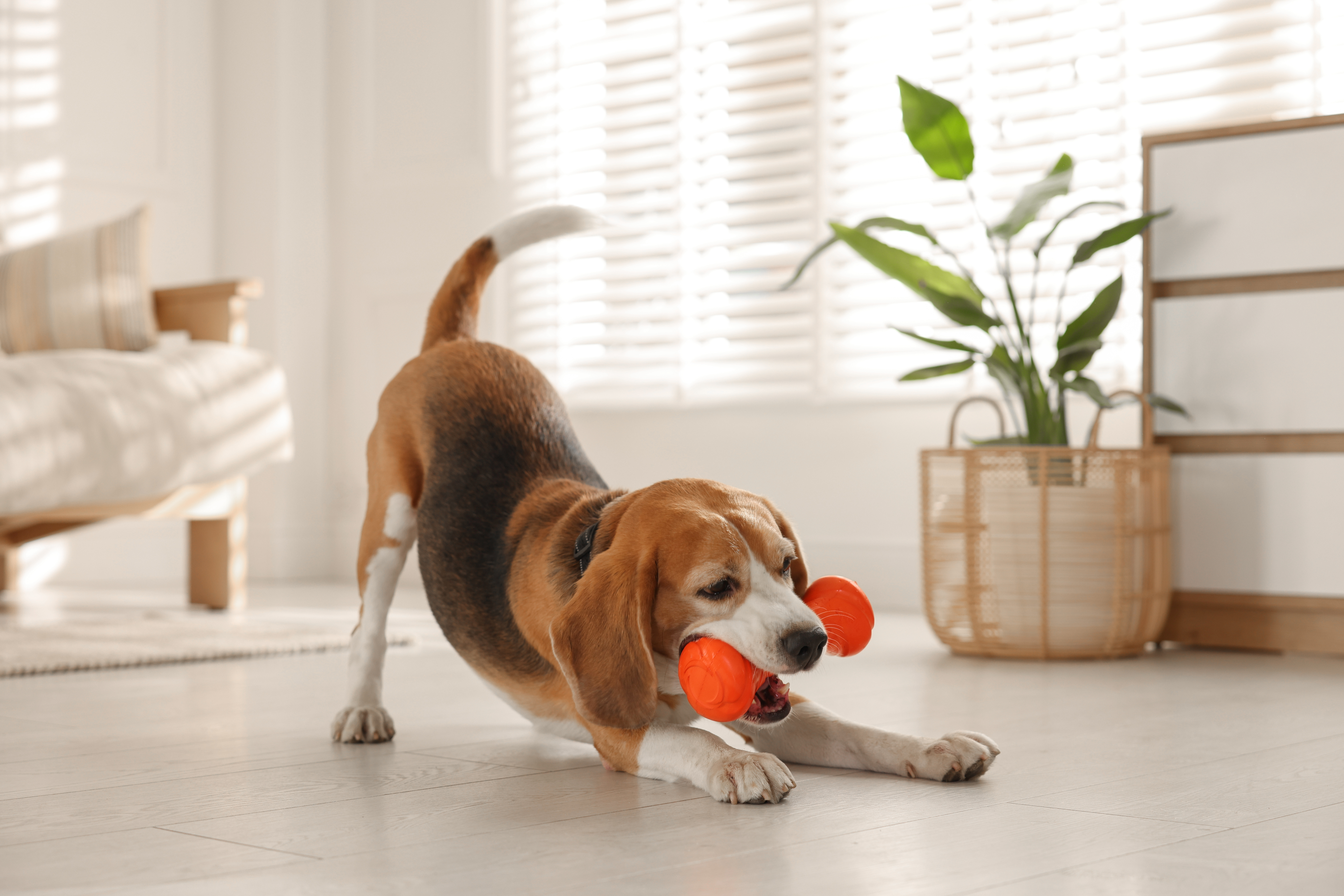 In-Home Dog Care Tallahassee