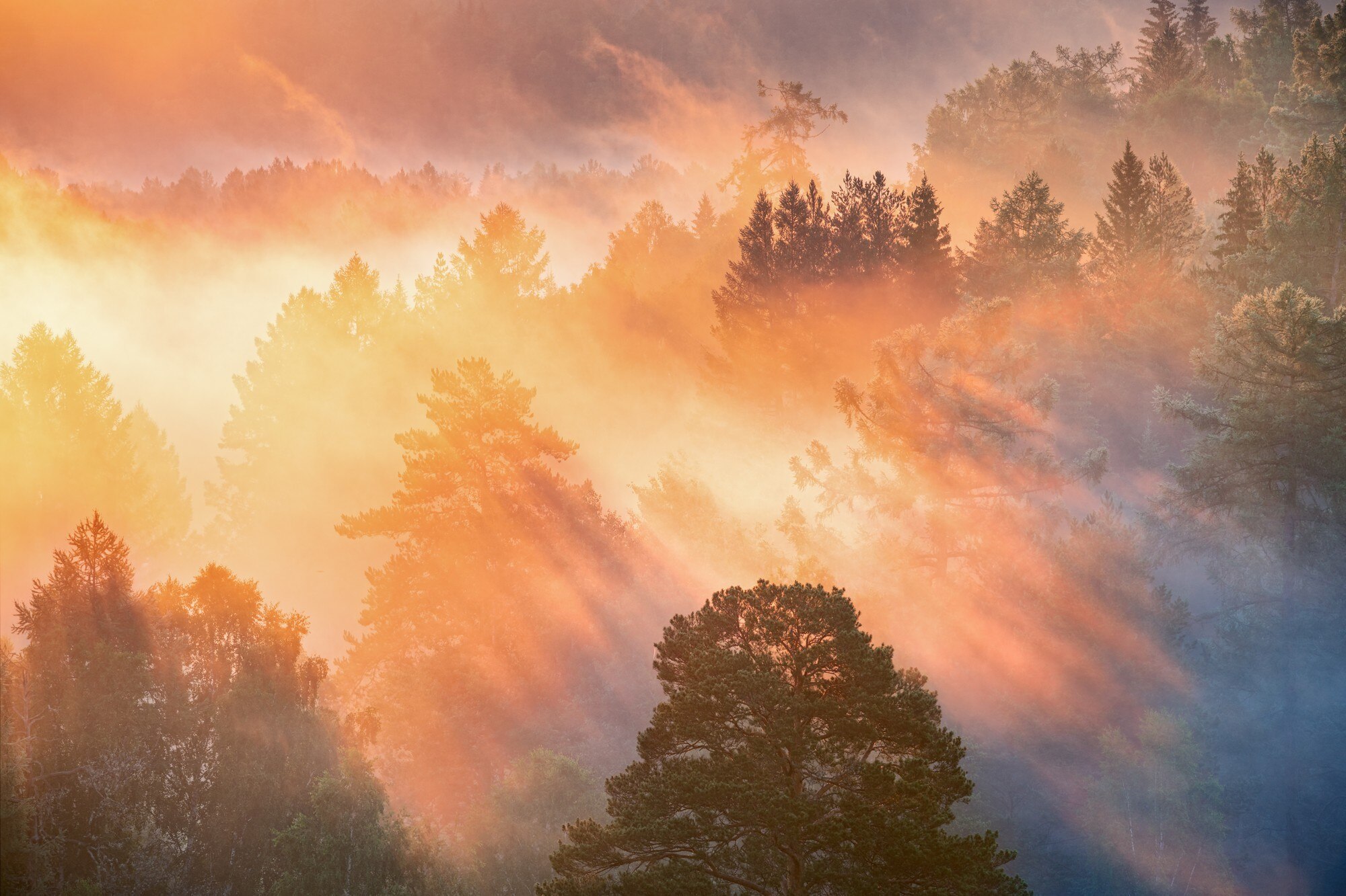 dawn in a foggy forest the sun s rays make their 30355798a23261ac5c1b