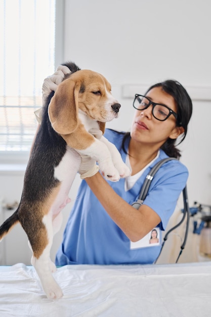 A veterinarian examining a beagle puppy, representing Furvanawell's mission to improve pet health through accesible, real time veterinary support and 24/7 virtual care