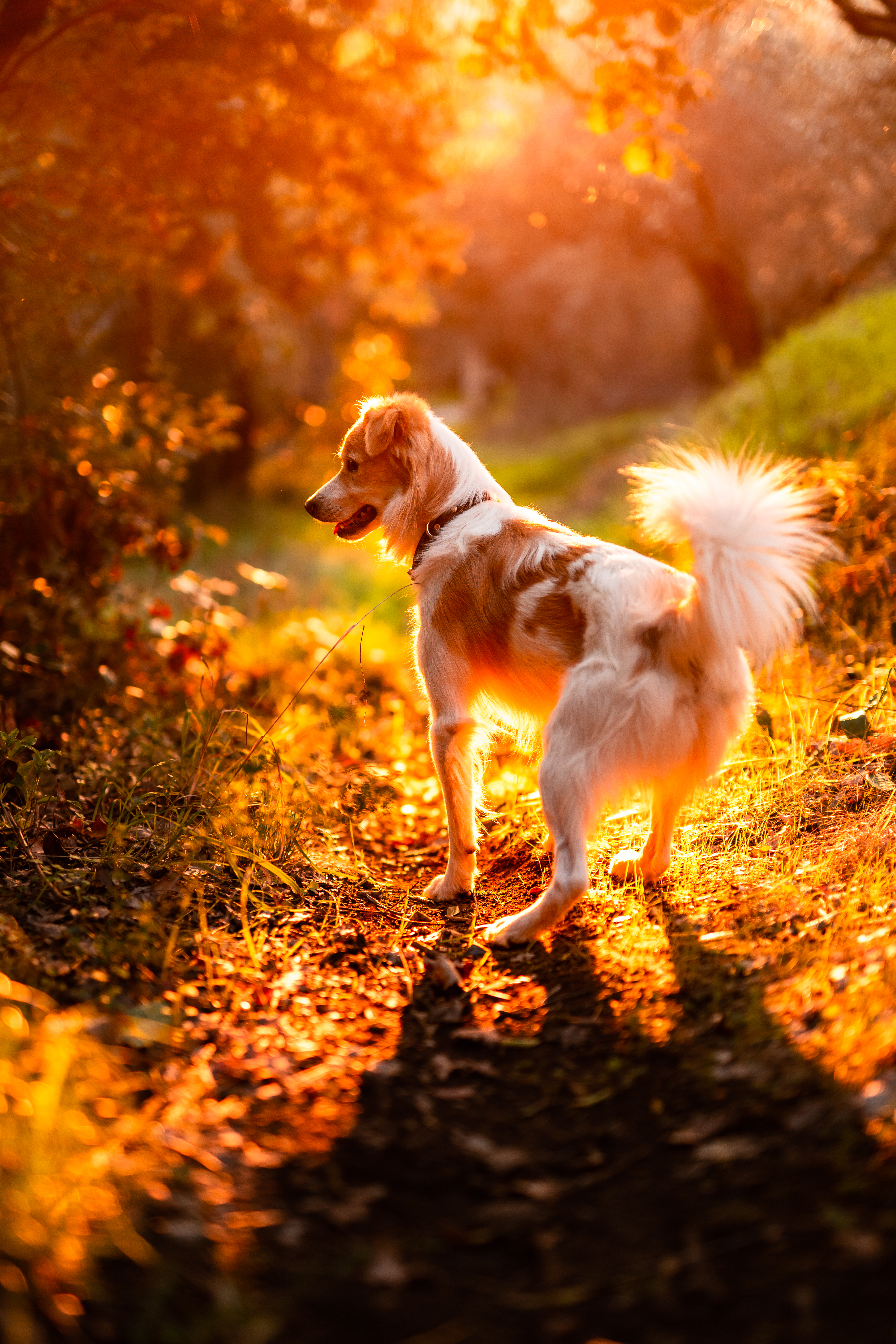 Pet Sitter Tallahassee