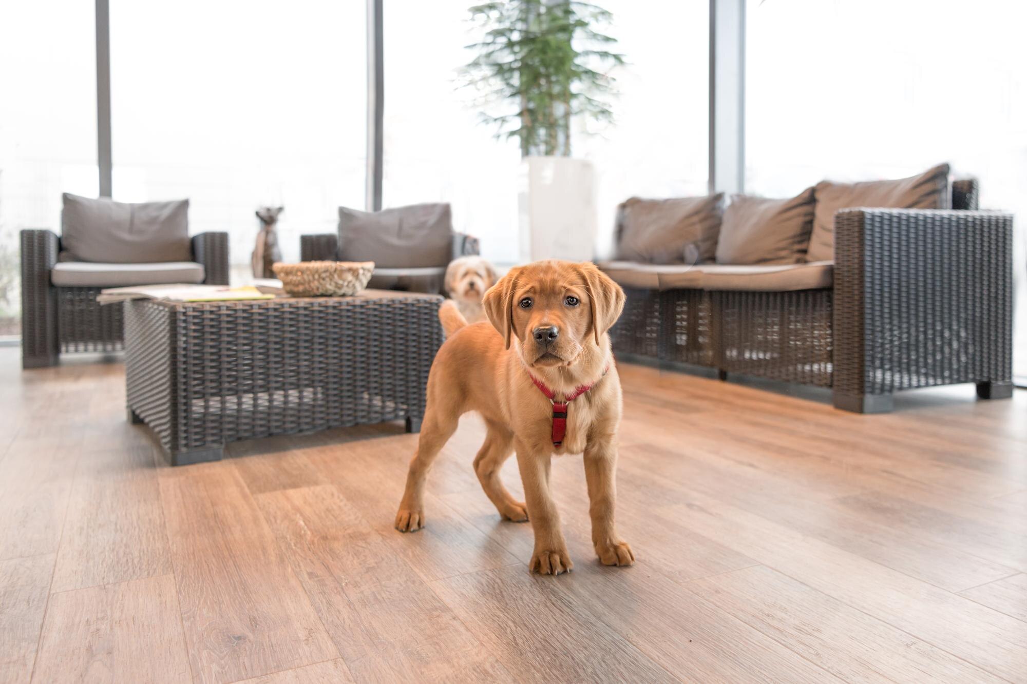 Dog lying on floor at home be26bf9f212601b4f5f1