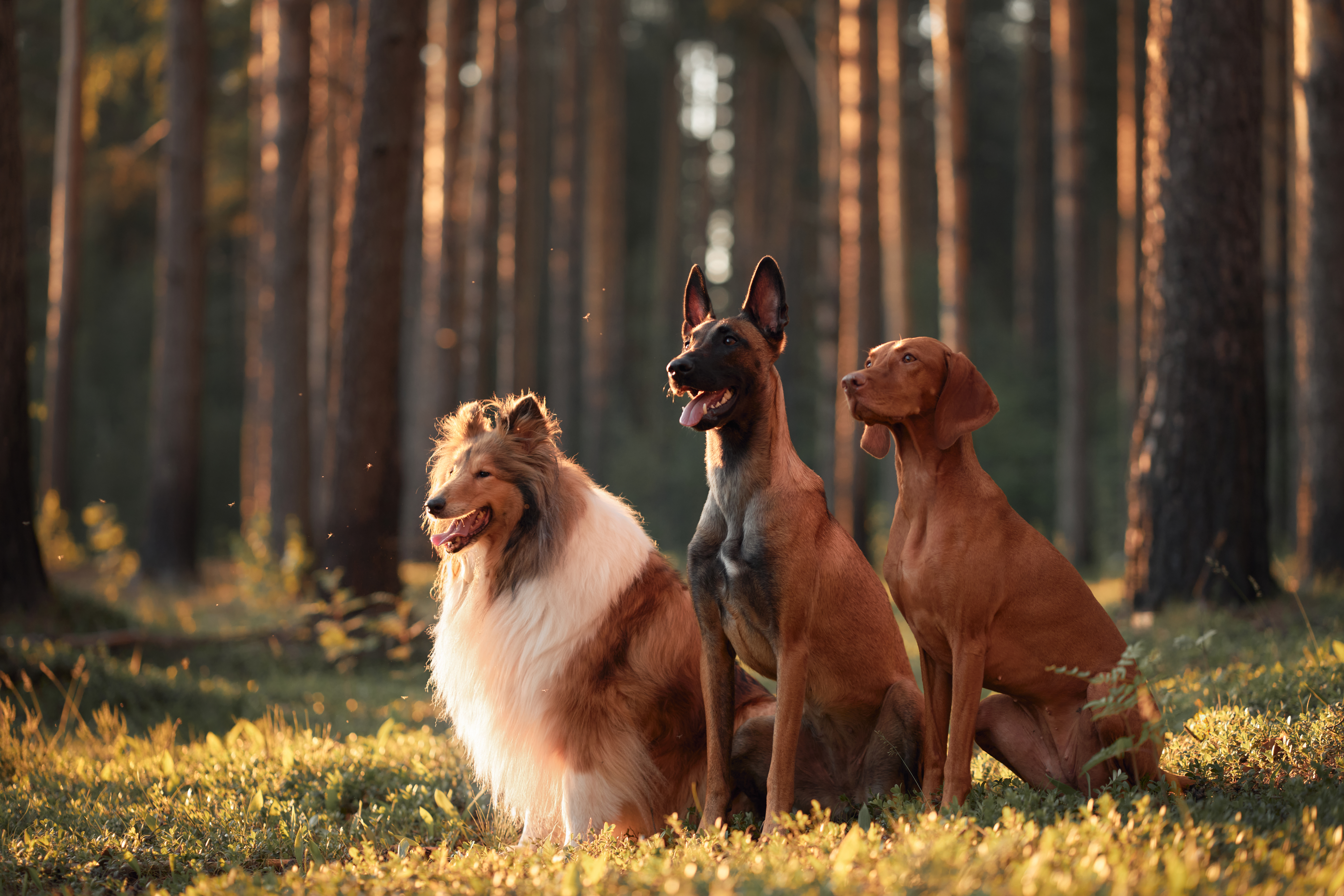 In-Home Pet Sitting Tallahassee