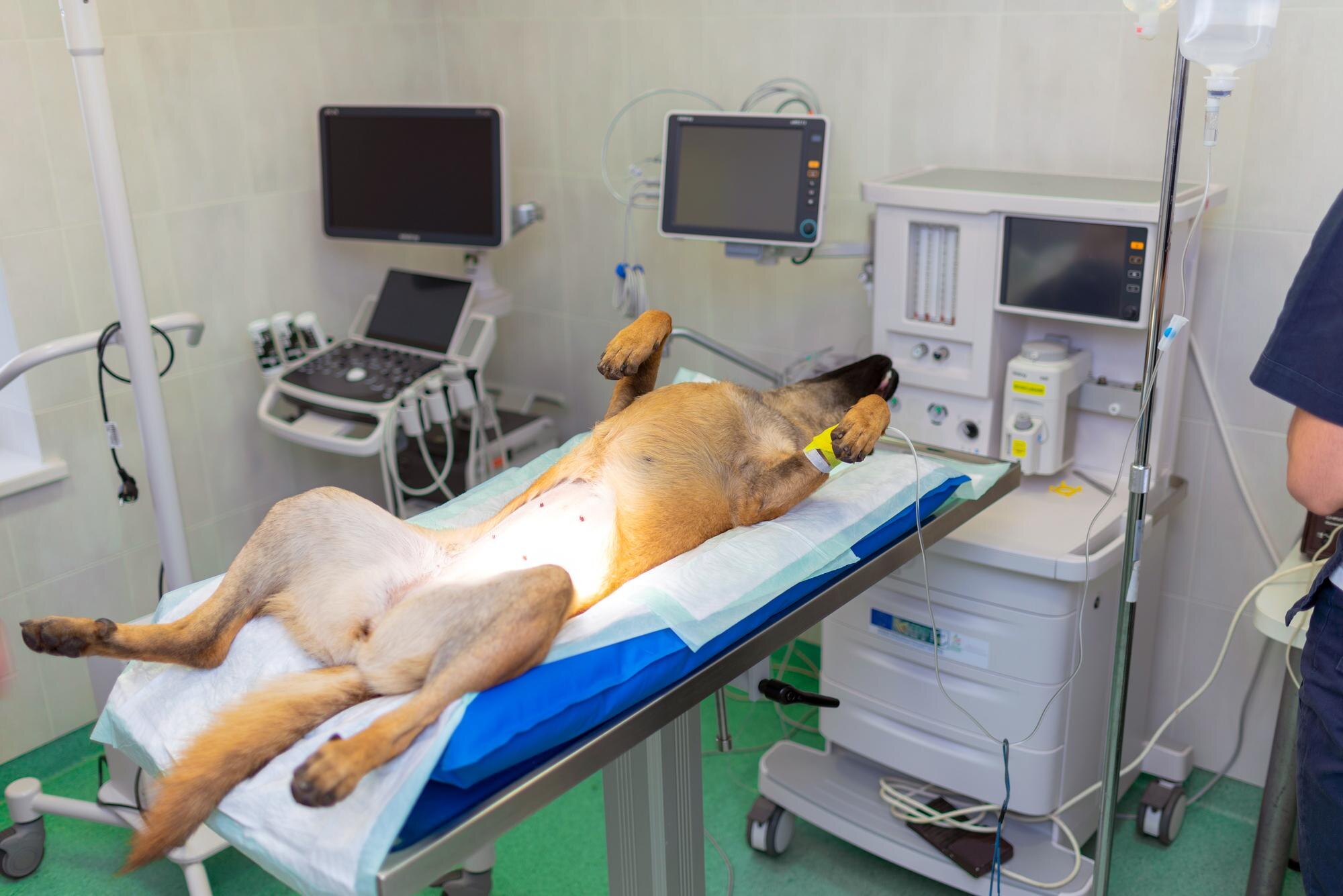 dog under anesthesia lie on operating table in ope 58575e7752be10e9dc88