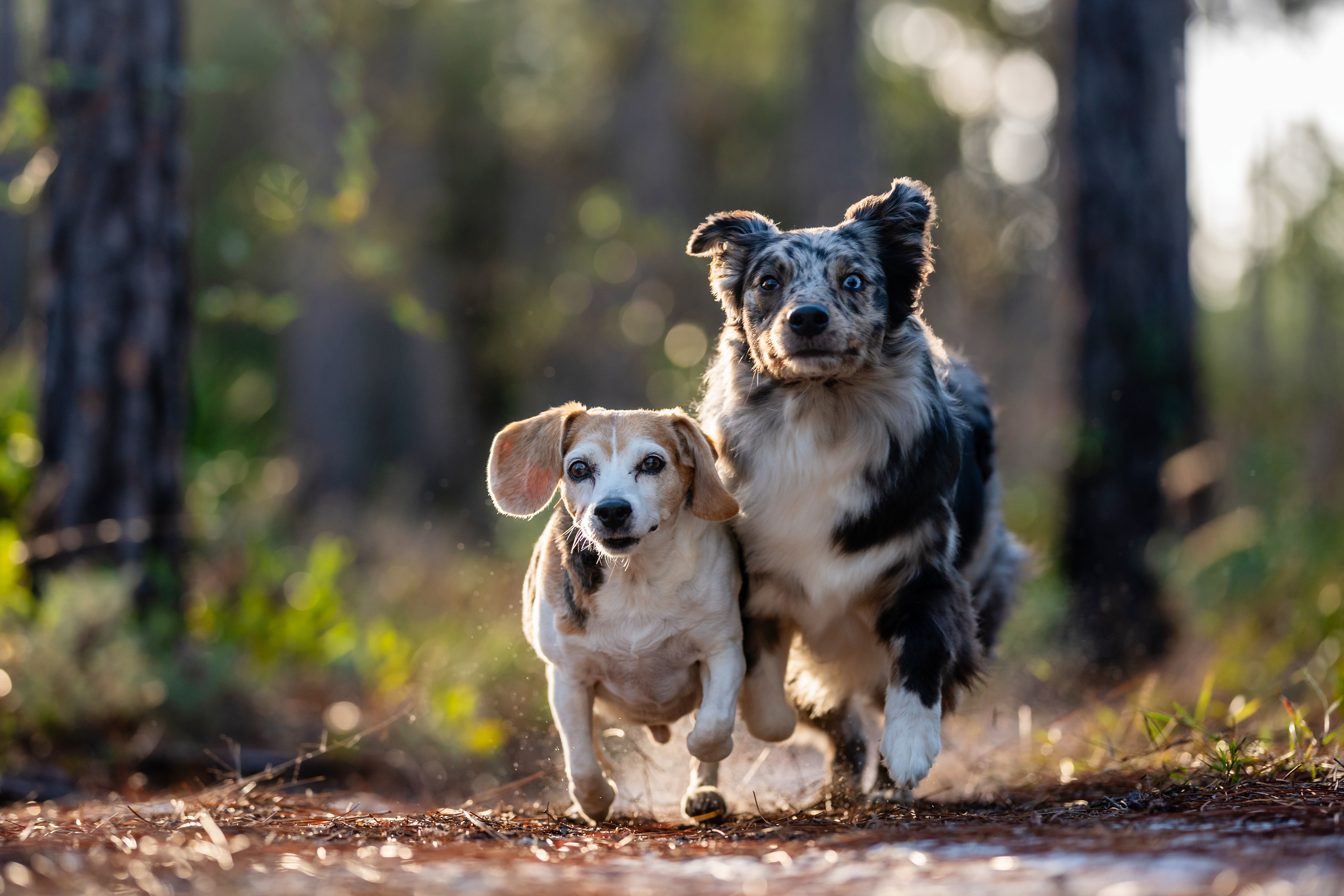 In-Home Pet Sitting Tallahassee