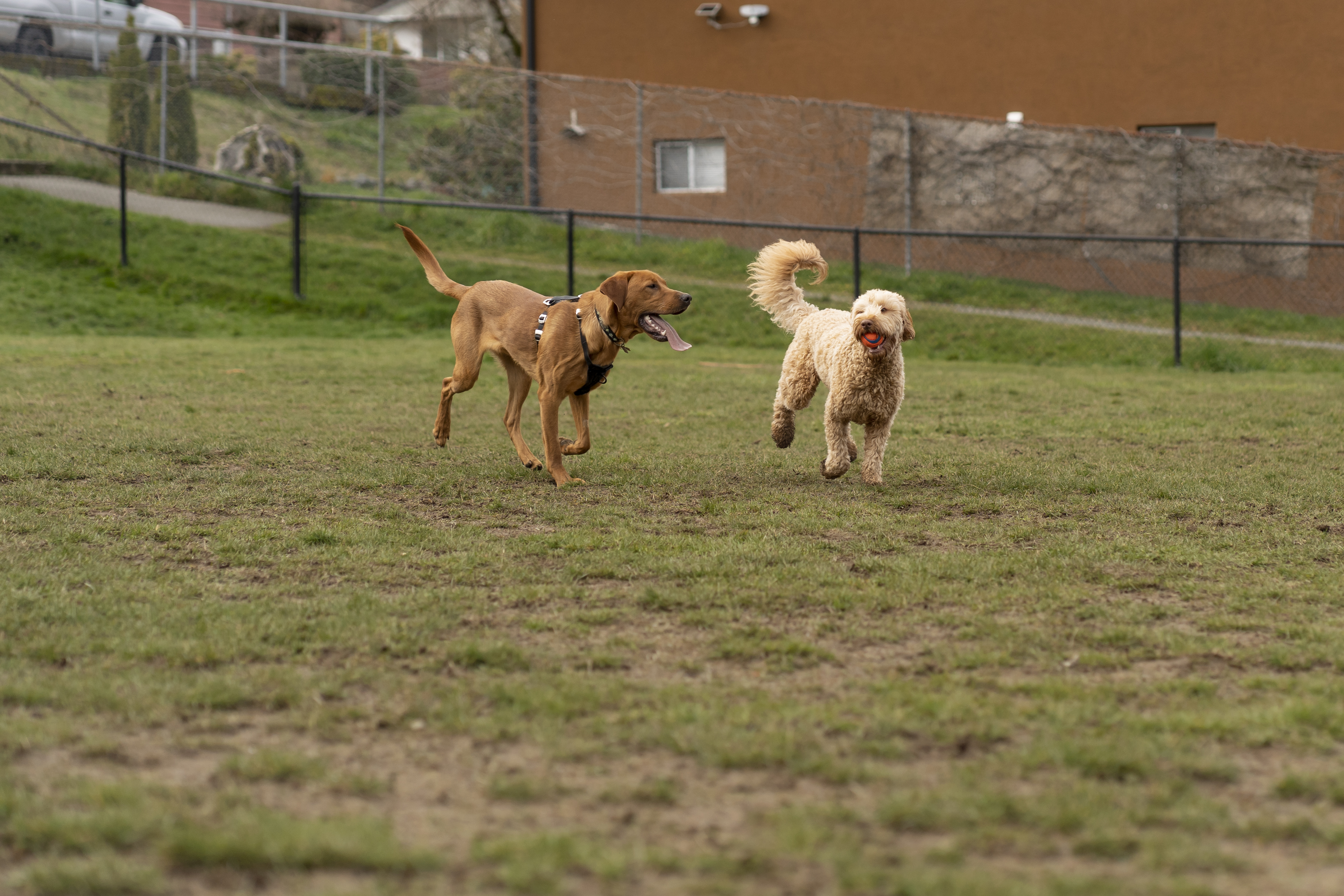 Tallahassee Pet Care Services