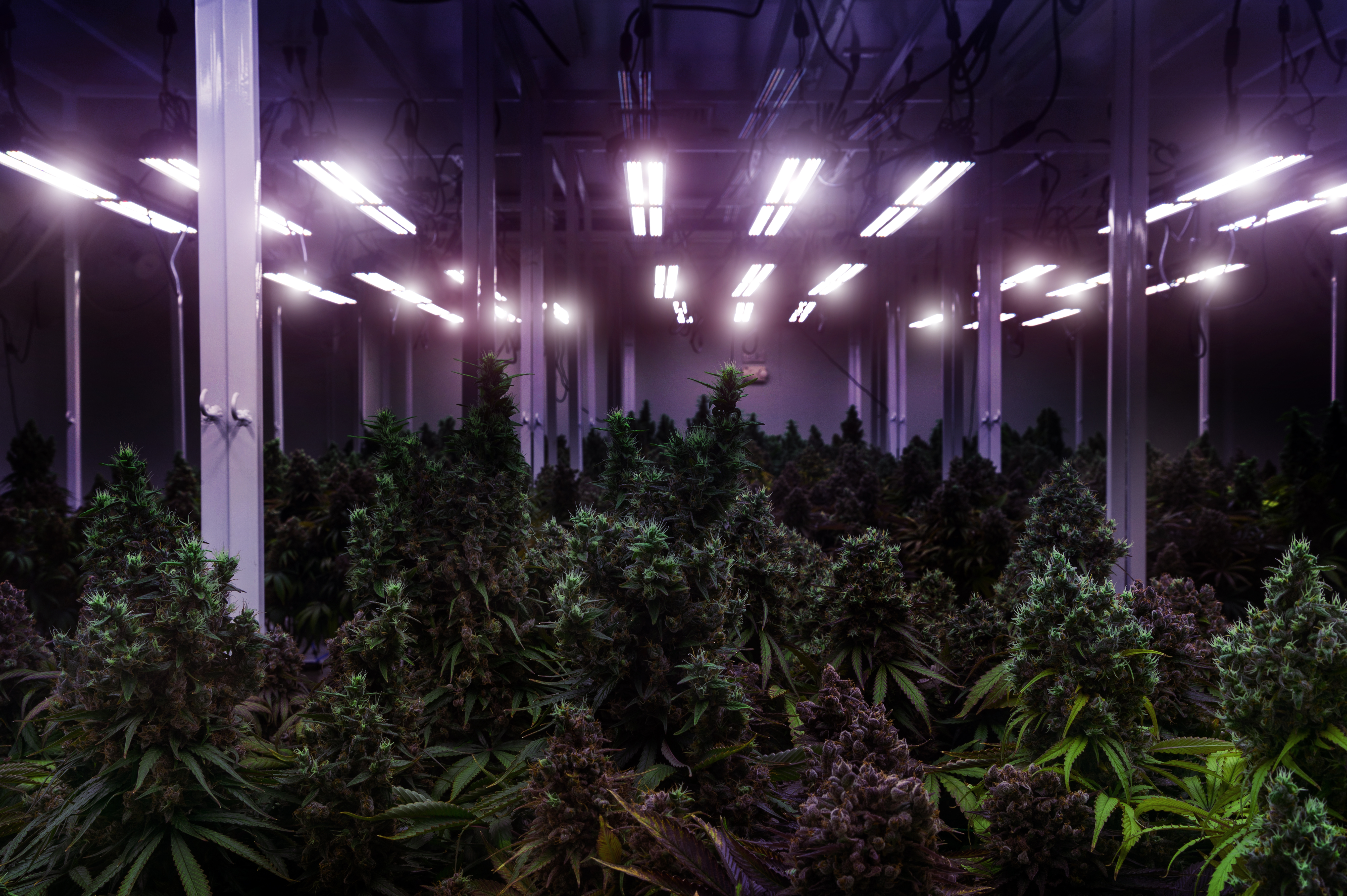 Unlocking the True Value: Why Premium Cannabis Flower is Worth Every Penny!