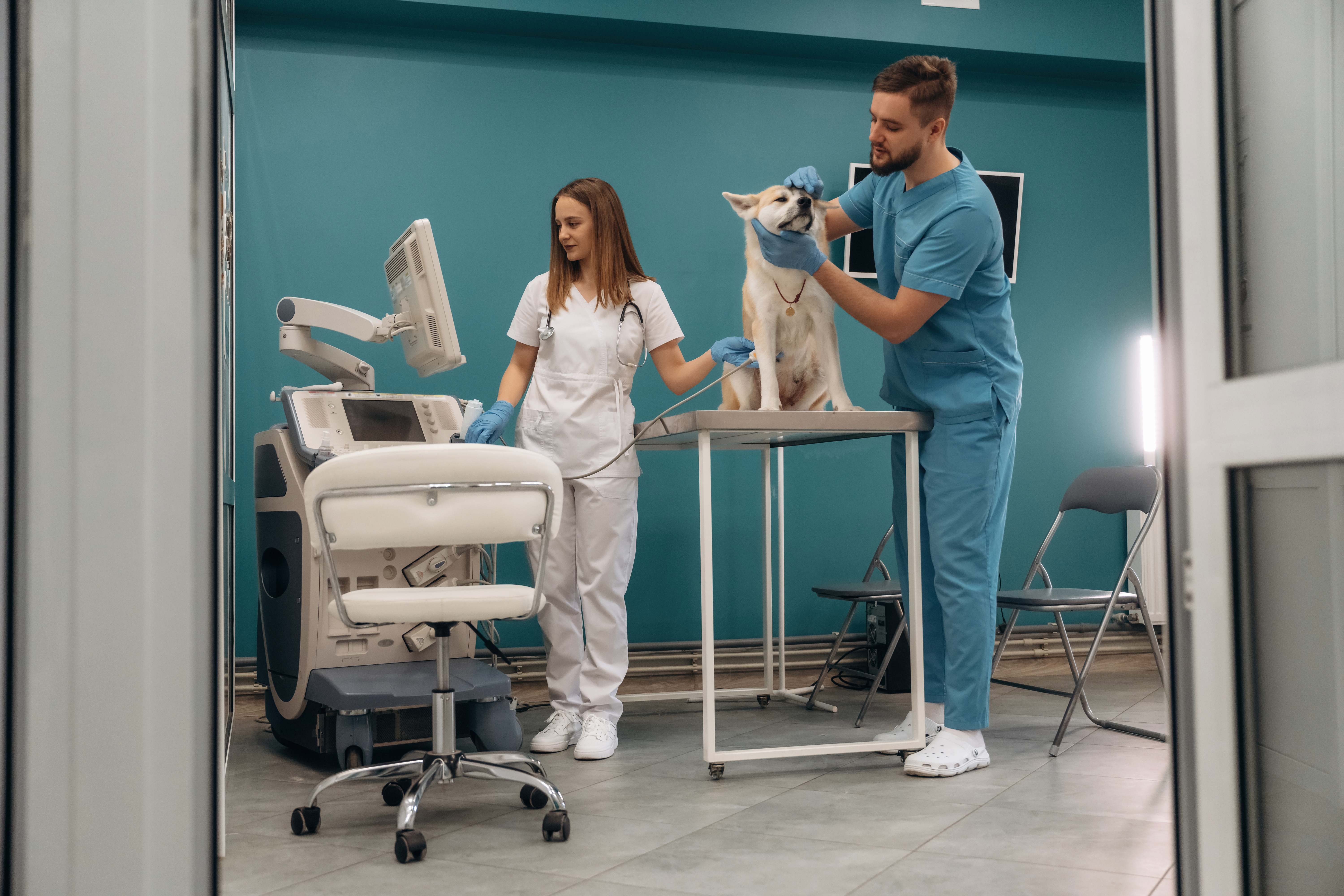 equipment for ultrasonic testing veterinarians ar 067706071ee1f9ba0cf3