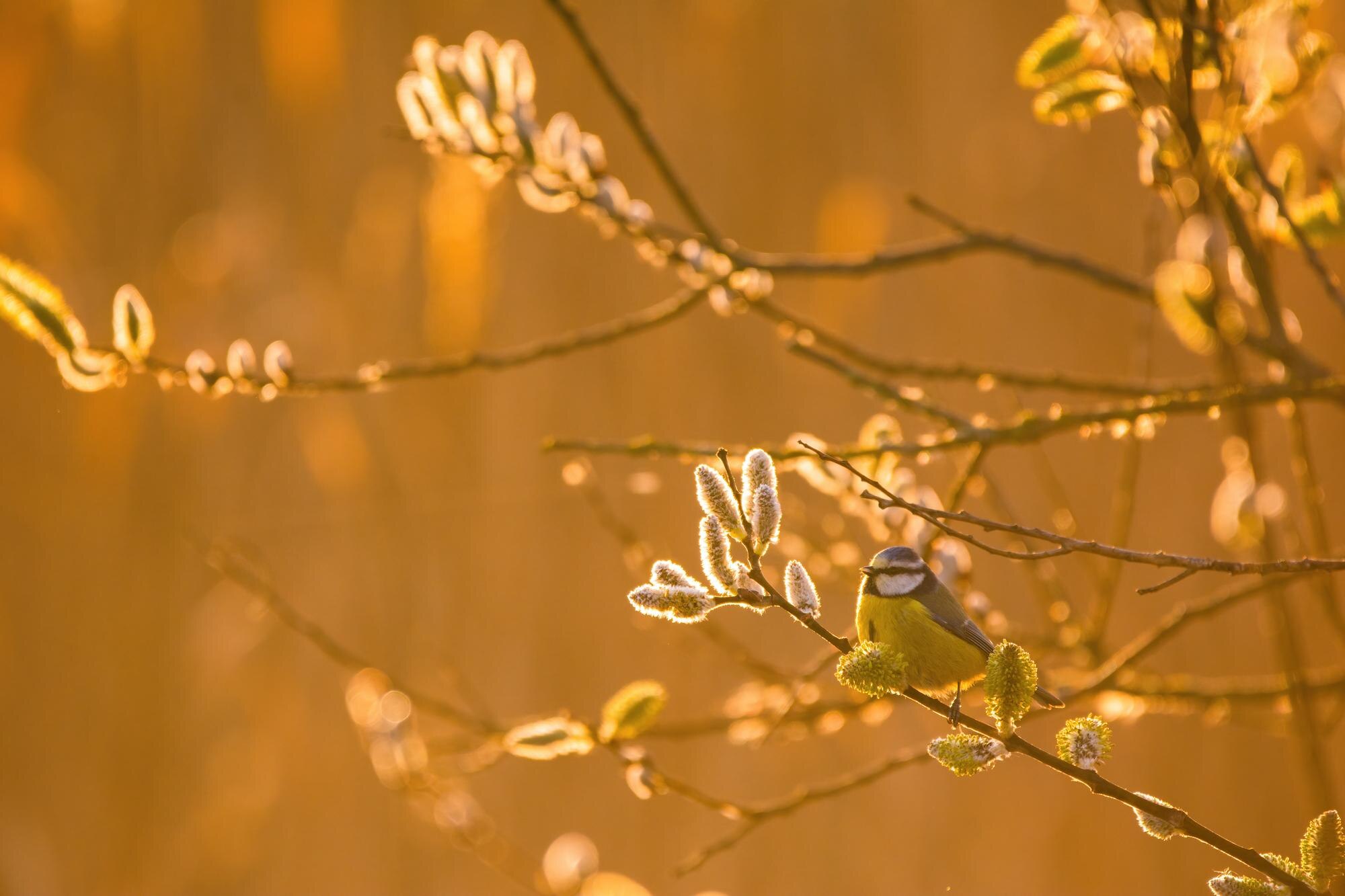 eurasian blue tit cyanistes caeruleus on tree bran bebc7595151867701329