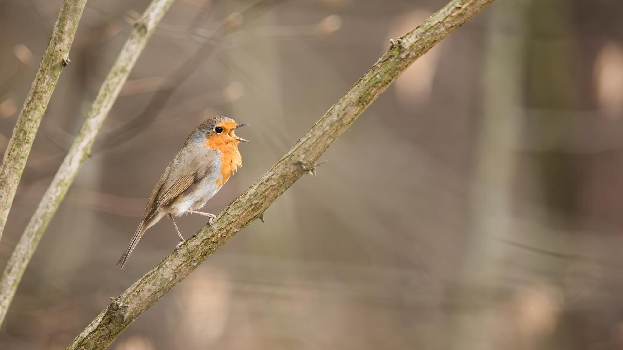 european robin singing on tree in springtime natur 79a3660fe63ec1ac5ae0