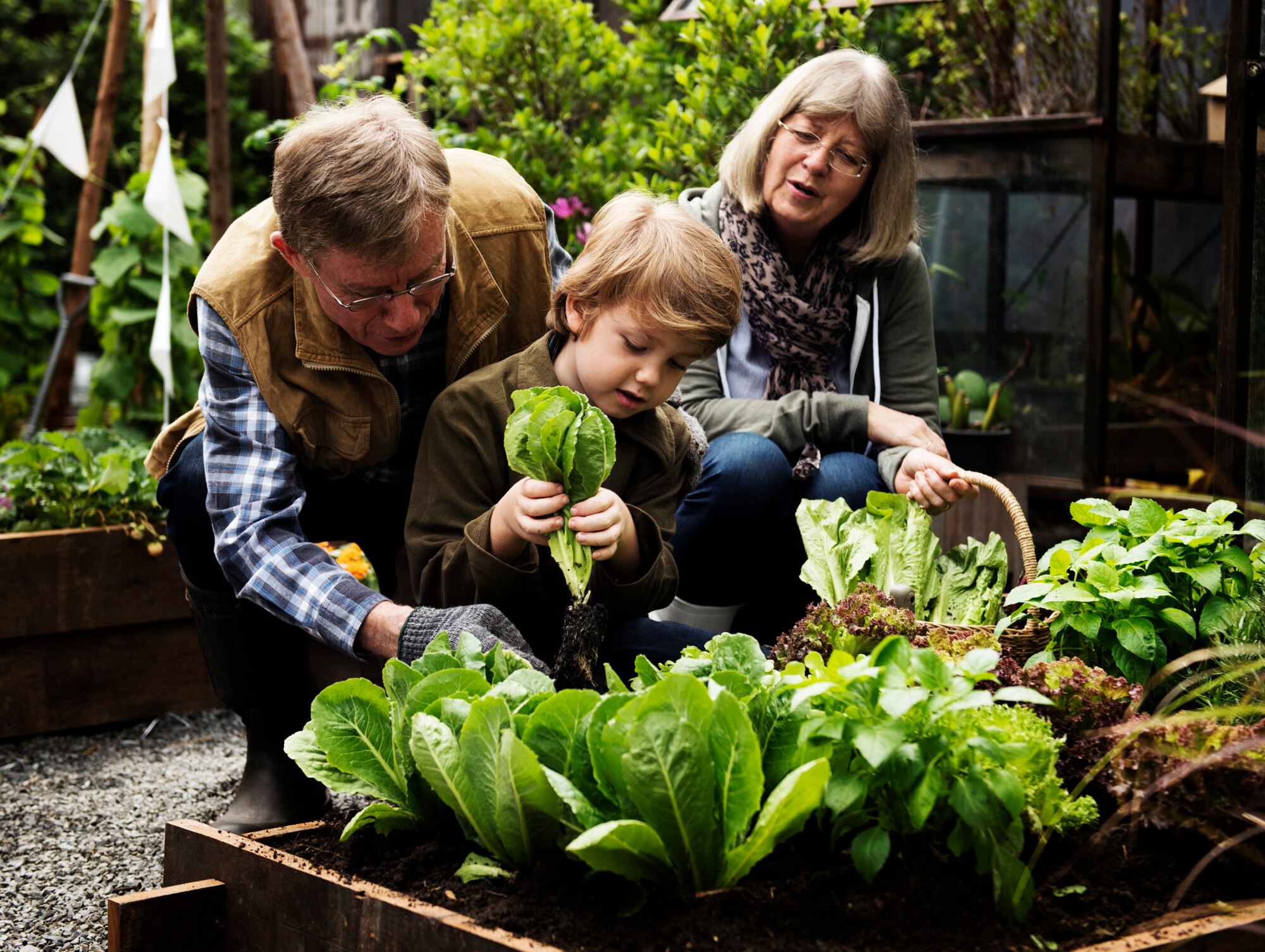 Cultivating Awareness: How Agricultural Knowledge Benefits Families and Local Businesses 1 family picking vegetable from backyard garden e36231c0be4c2de23df8