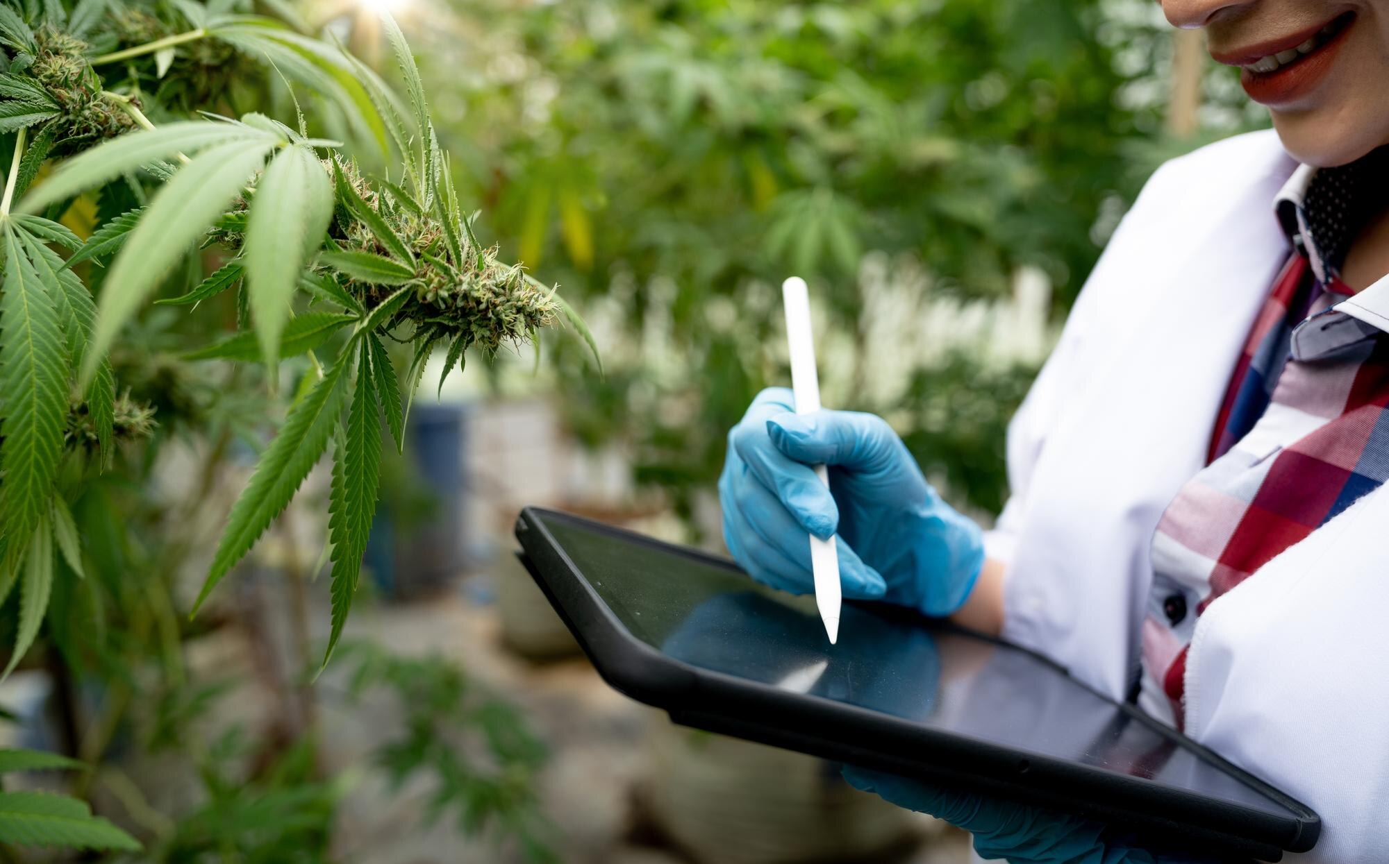 Mastering Cannabis Compliance: Your Guide to Navigating Regulations with Ease