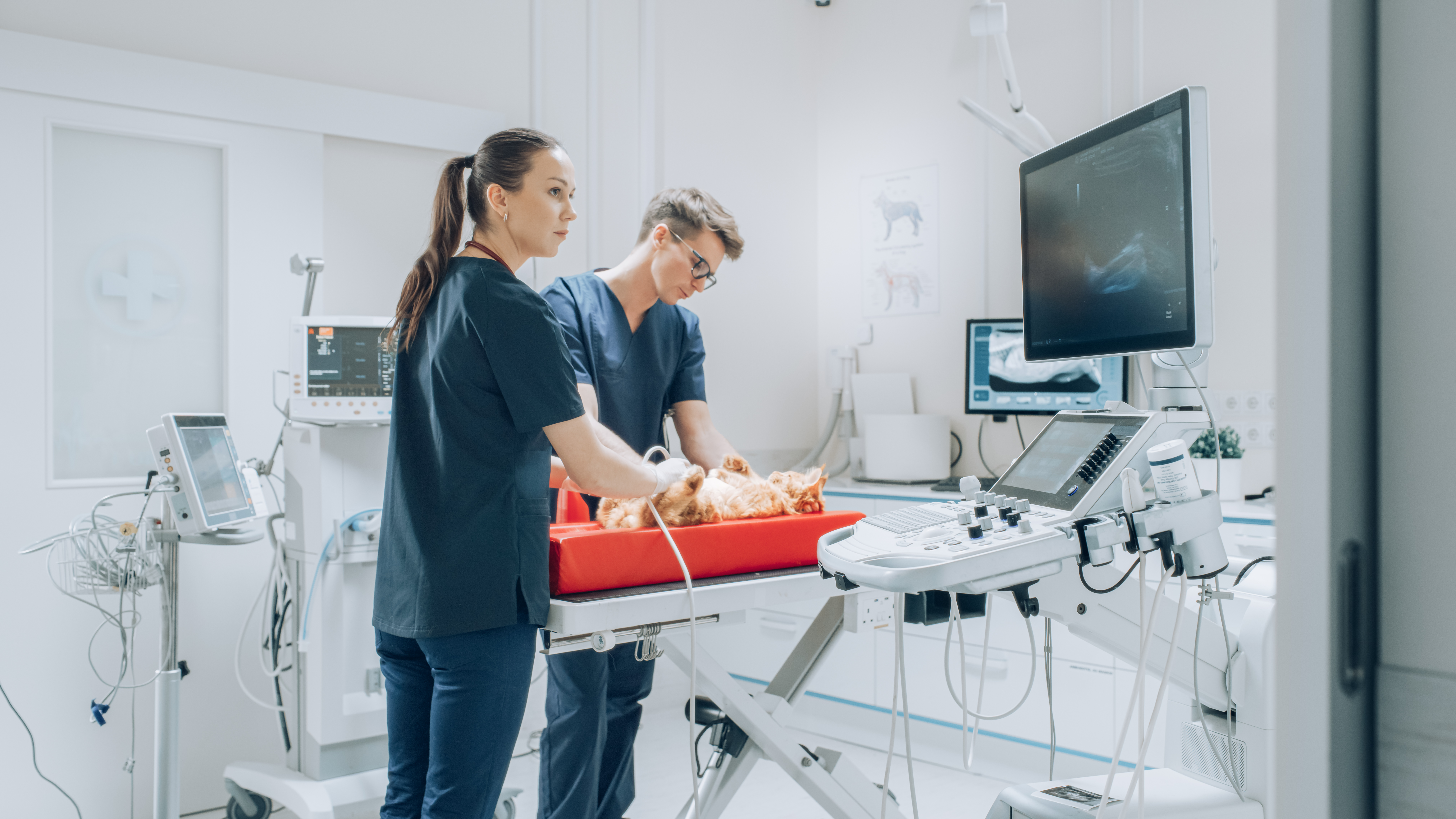 Avoiding Common Pitfalls in Selecting Veterinary Diagnostic Tools: A Guide for Clinics 11 female veterinarian using a probe to diagnose a re 9ac2cd0e6673f701da4c