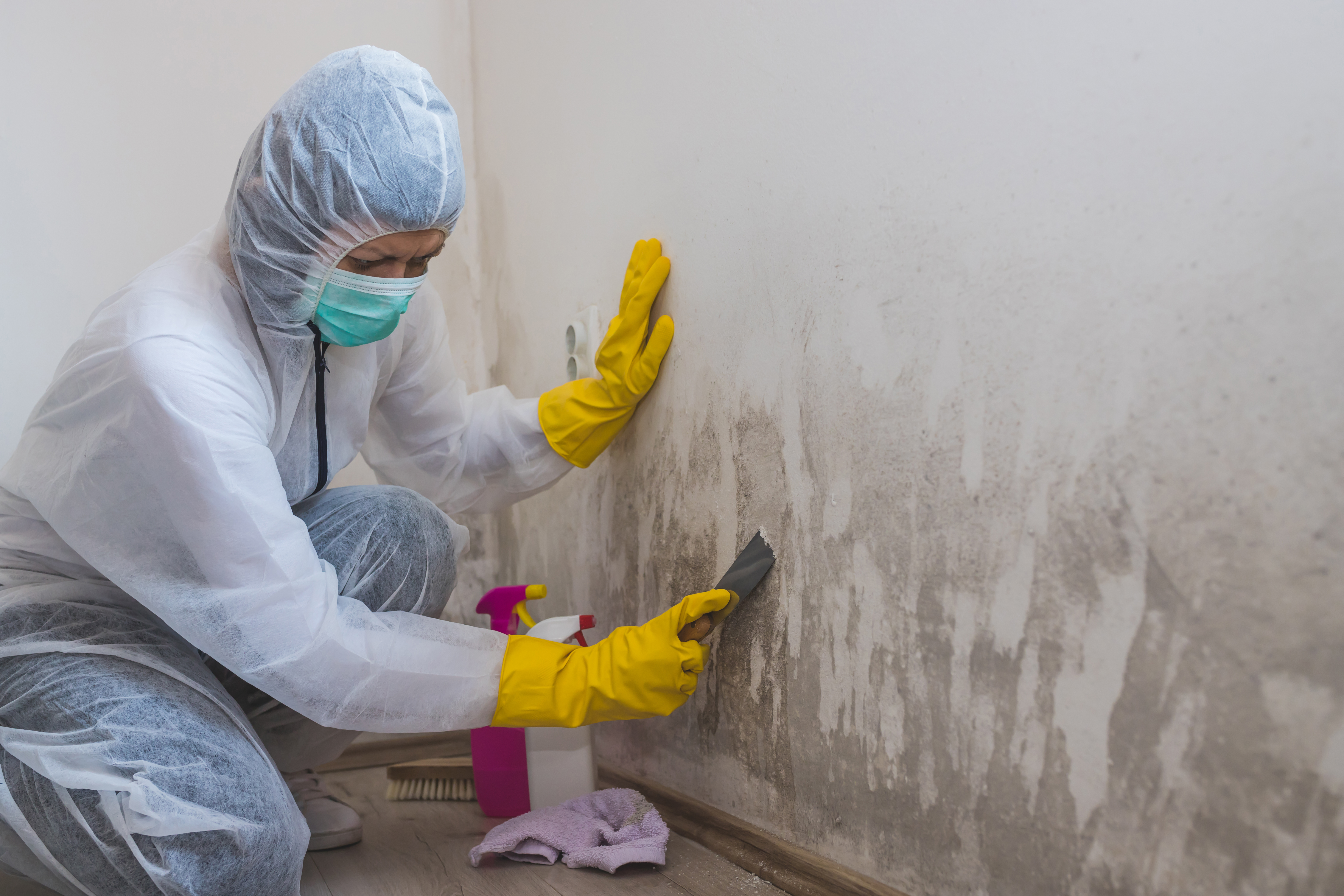 female worker of cleaning service removes mold fro 808b19e3490173524ea6