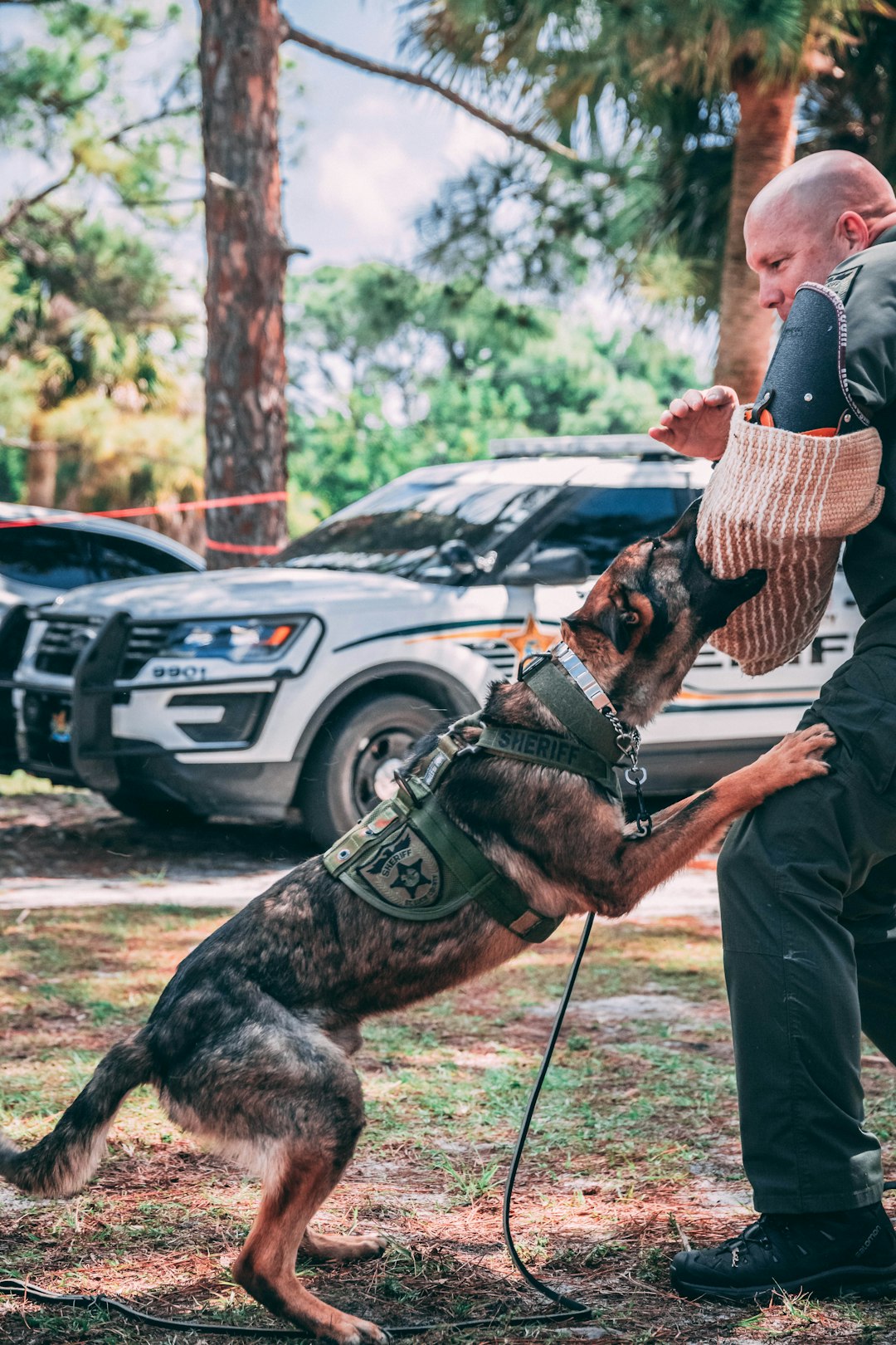 Service dog enjoying Patriot Paws grain-free training treats