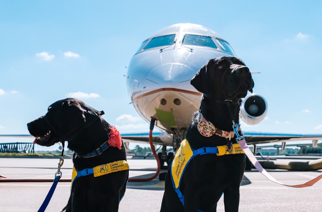 Senior service dog with low-fat Patriot Paws treat