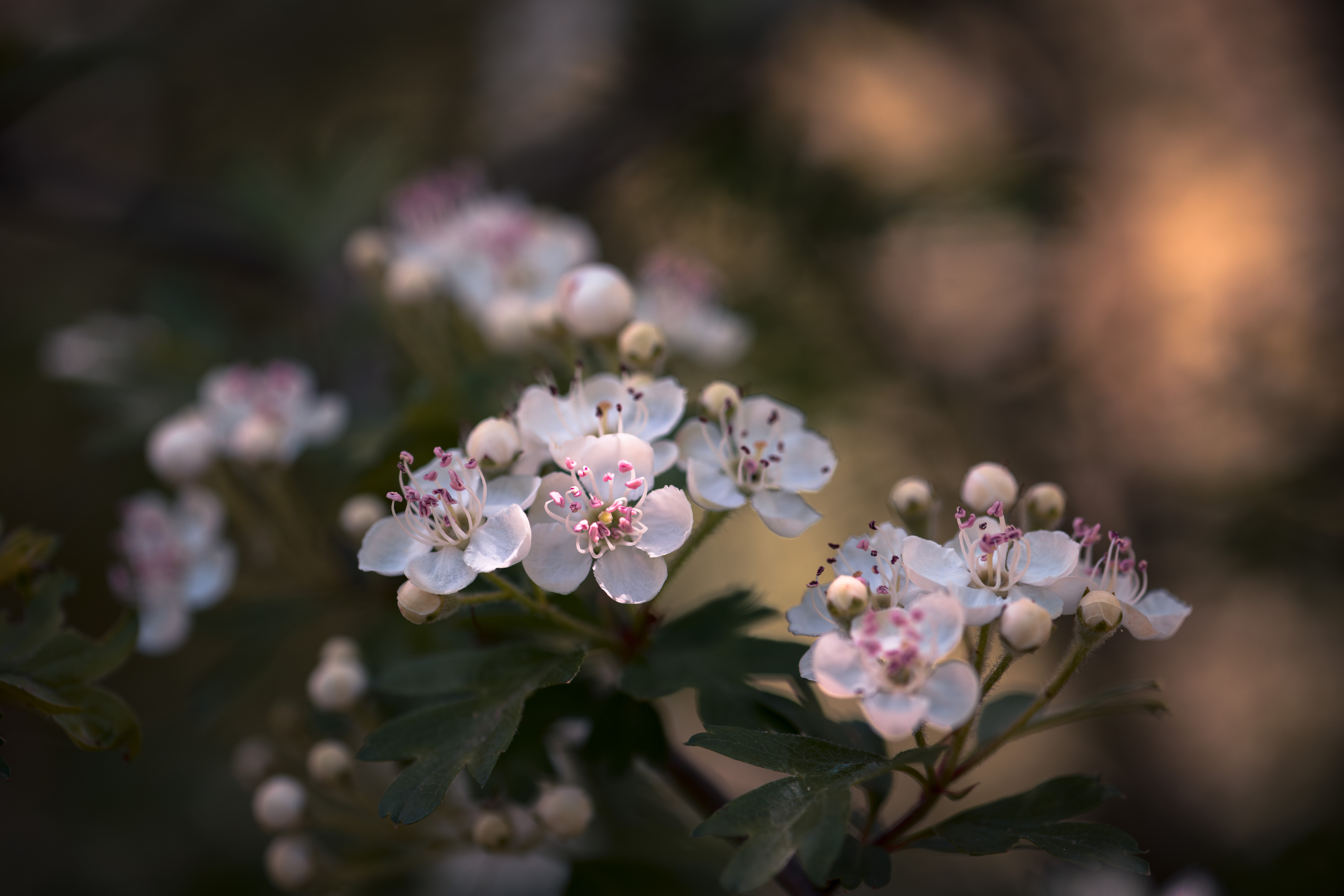 flowering branch of hawthorn focus on foreground b 11bbb8d2f45dc1b5c9a0