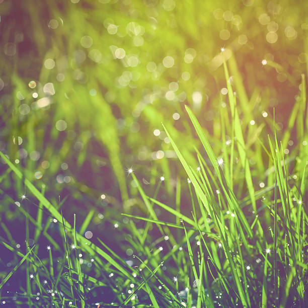 fresh green grass with dew 490713ceaa7e977cf41d