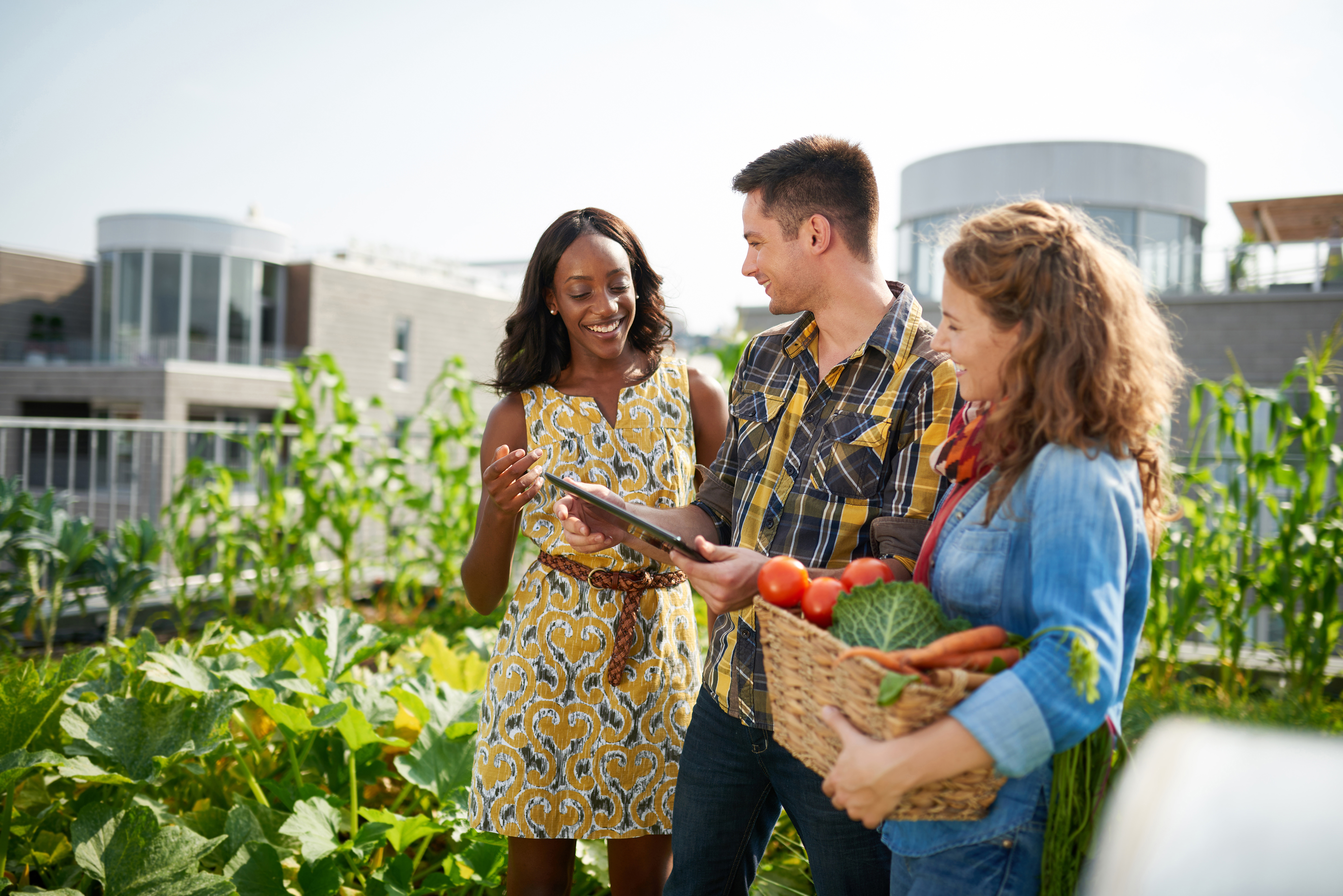 friendly team harvesting fresh vegetables from the 6d2e67a95b383ca2b9cd
