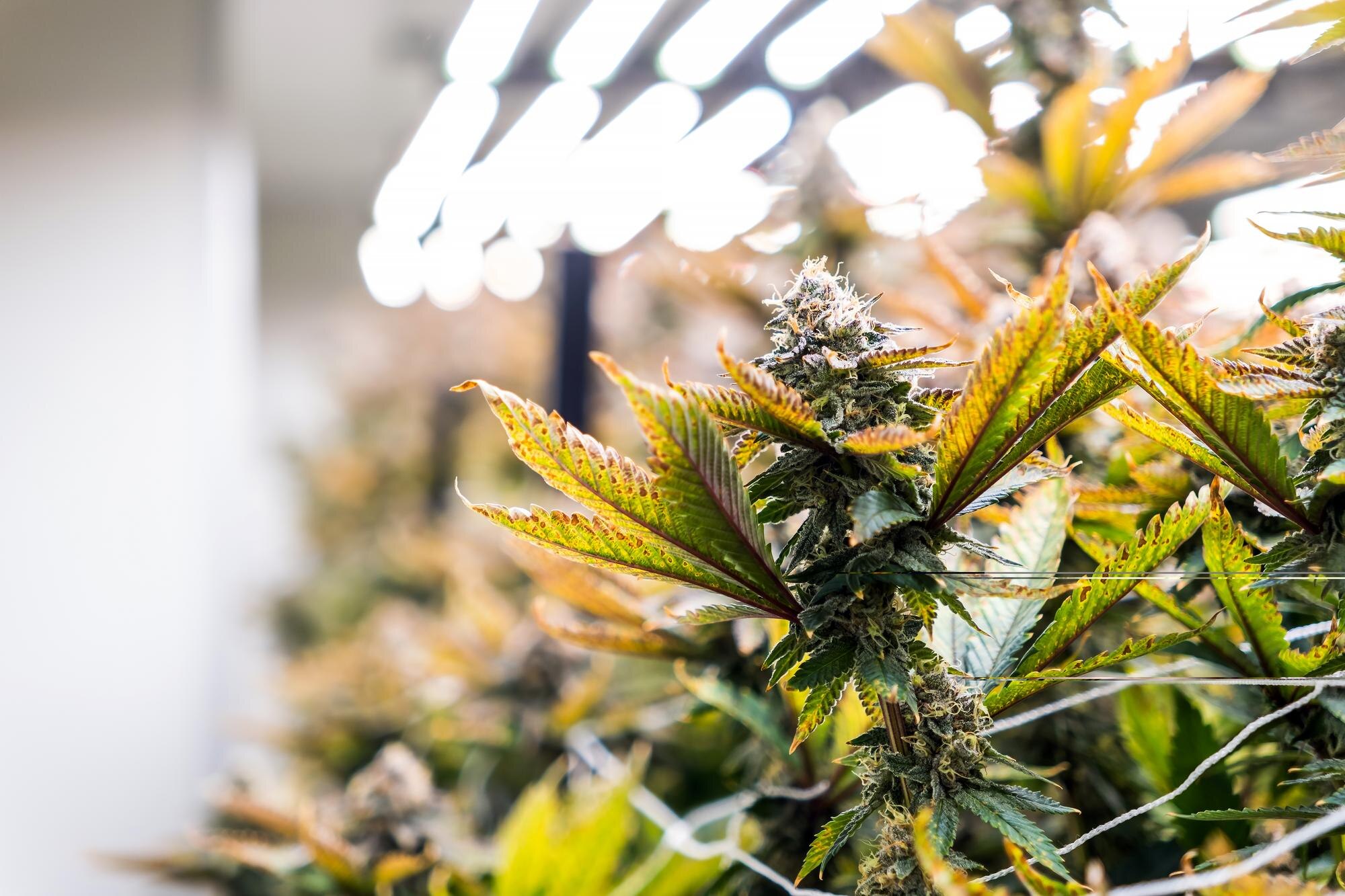 From Roots to Ruidoso: How New Mexico’s Cannabis Heritage Shapes Today’s Premium Products