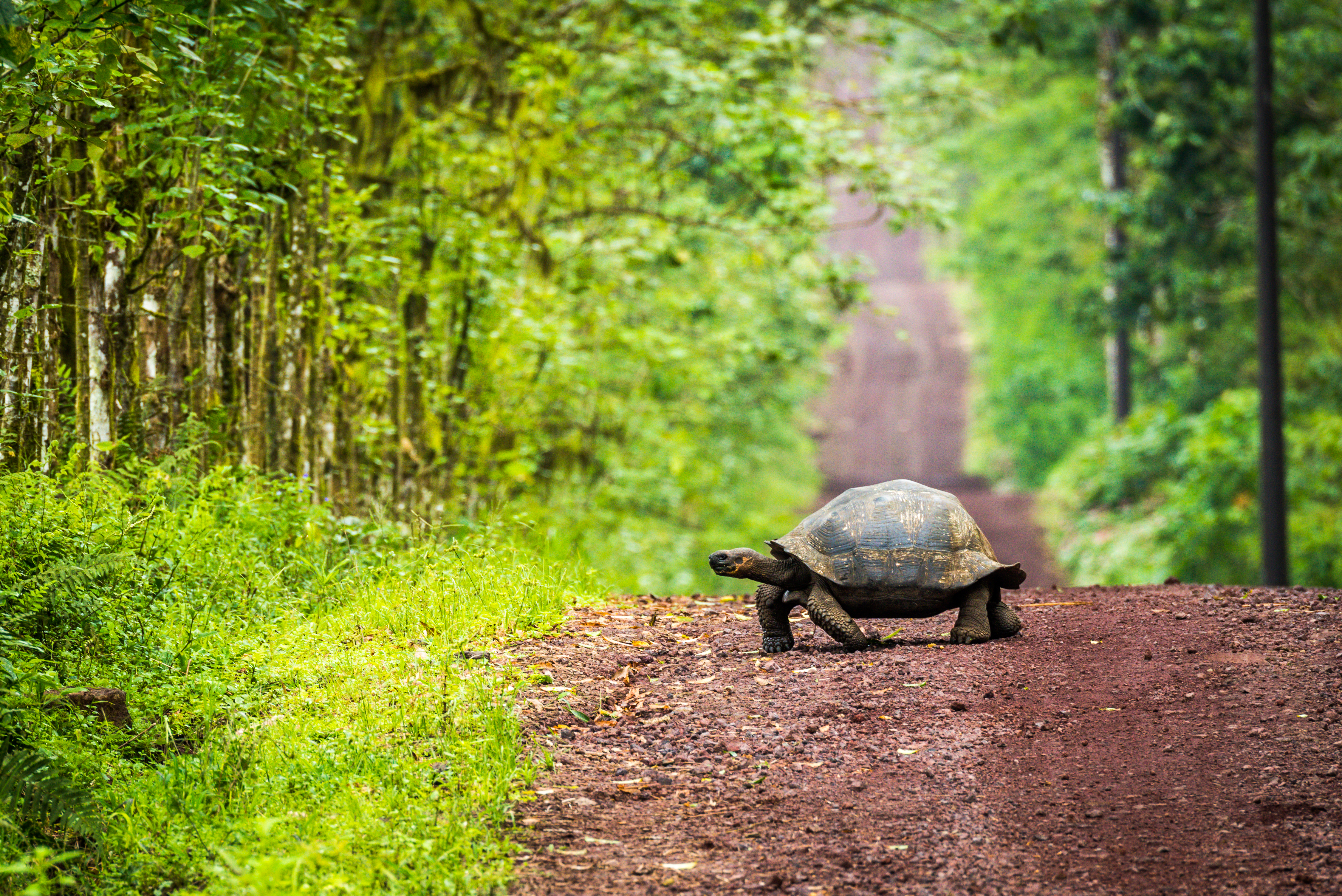 Why Slow And Steady Wins The Habit Formation Race 4 Galapagos Giant Tortoise Crossing Straight Dirt Ro 68E808B9Cdd199A942A9