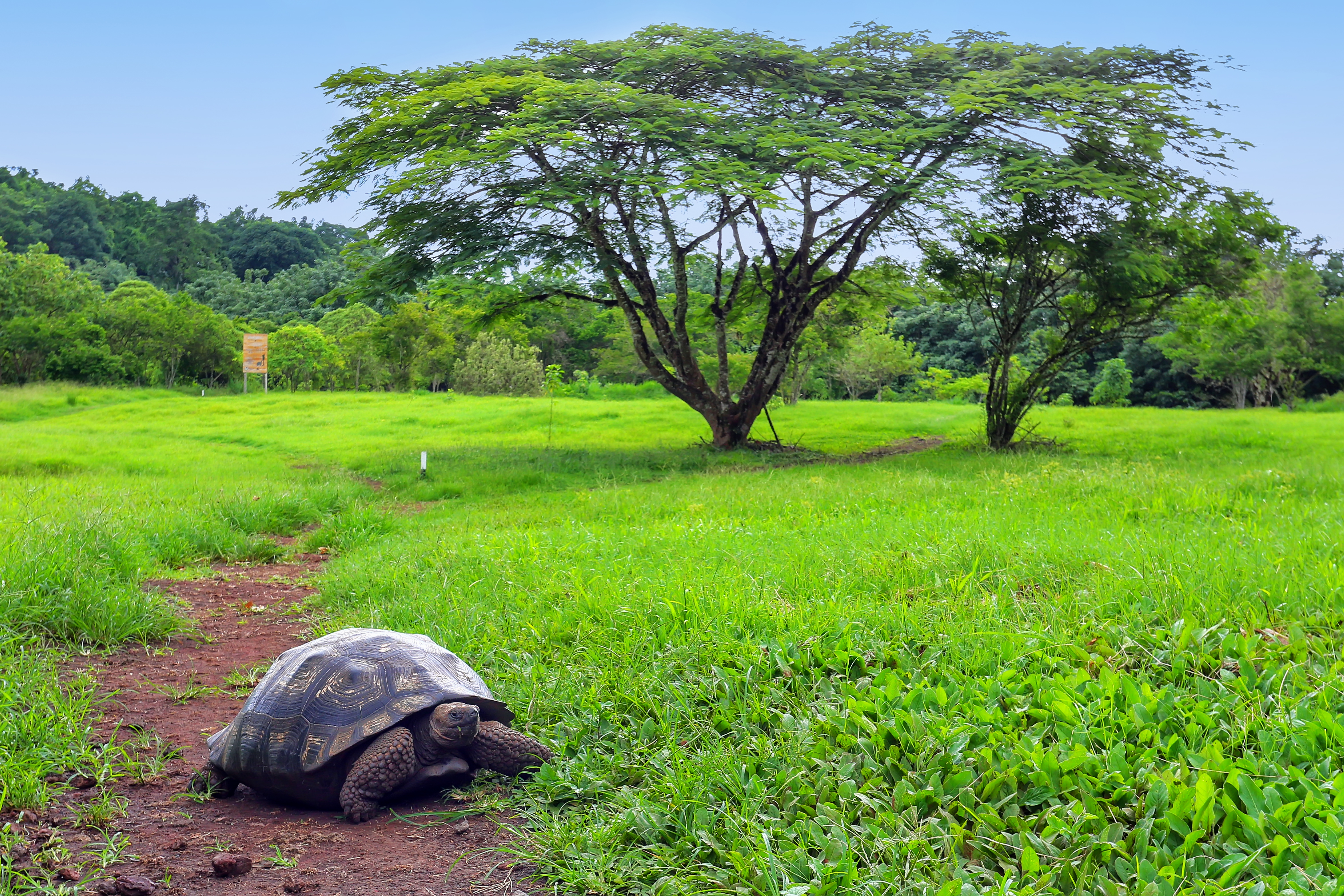 Why Slow And Steady Wins The Habit Formation Race 2 Galapagos Giant Tortoise On Santa Cruz Island Gal 3B7952D1756Fc88697F6