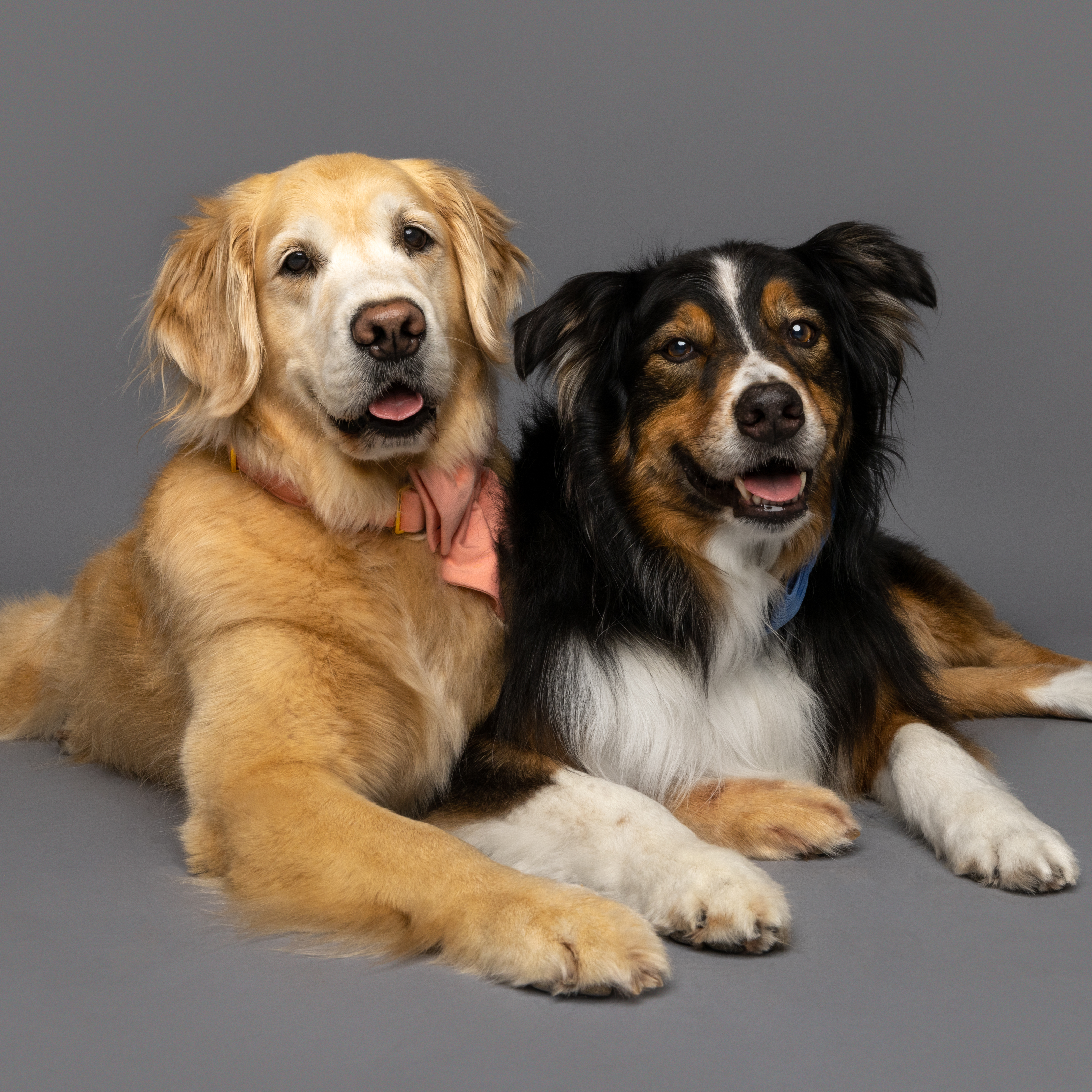 In-Home Dog Care Tallahassee